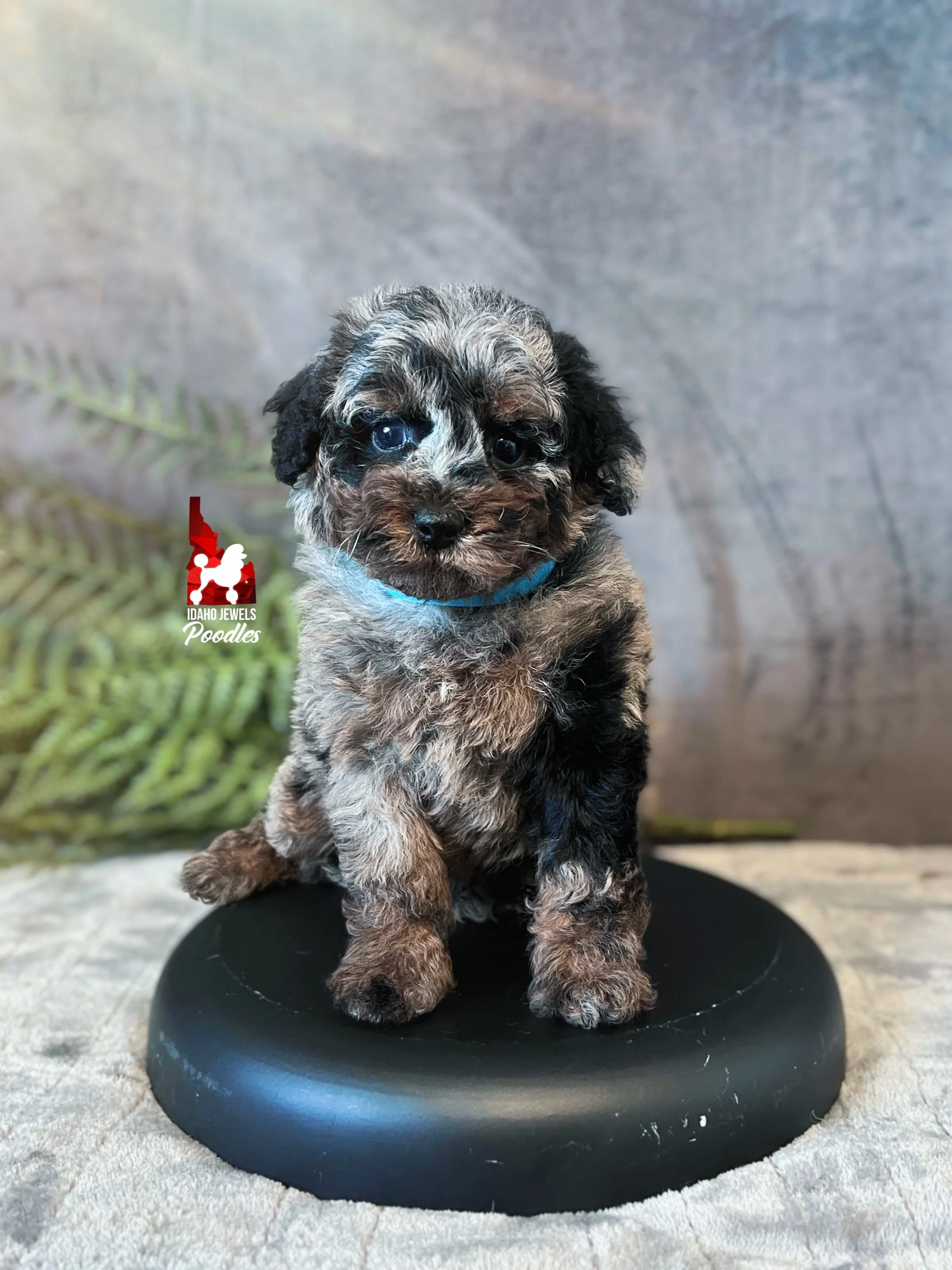 Grayson - 6 wks (2).jpg