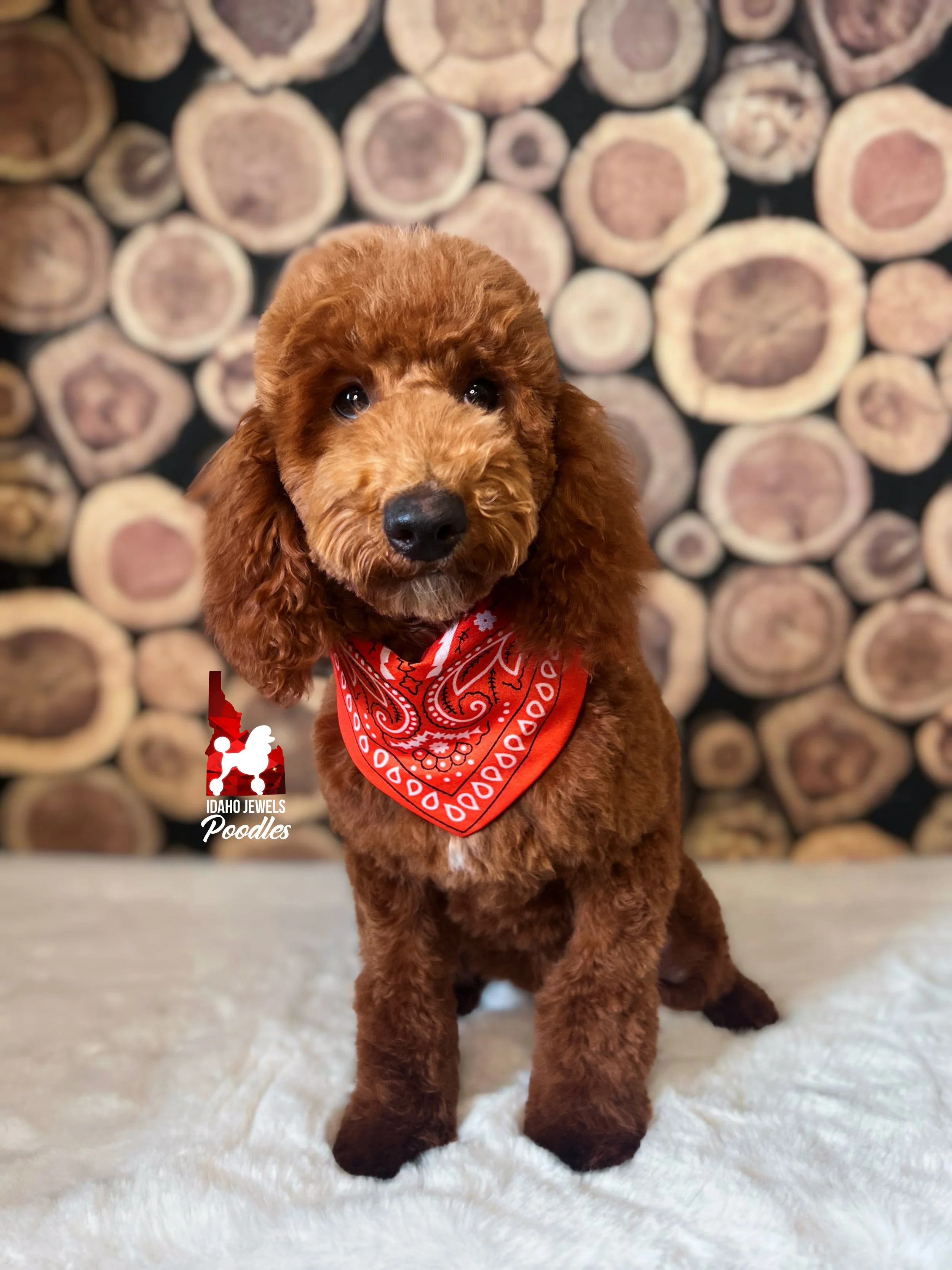Audrey - 19 wks-3.jpg