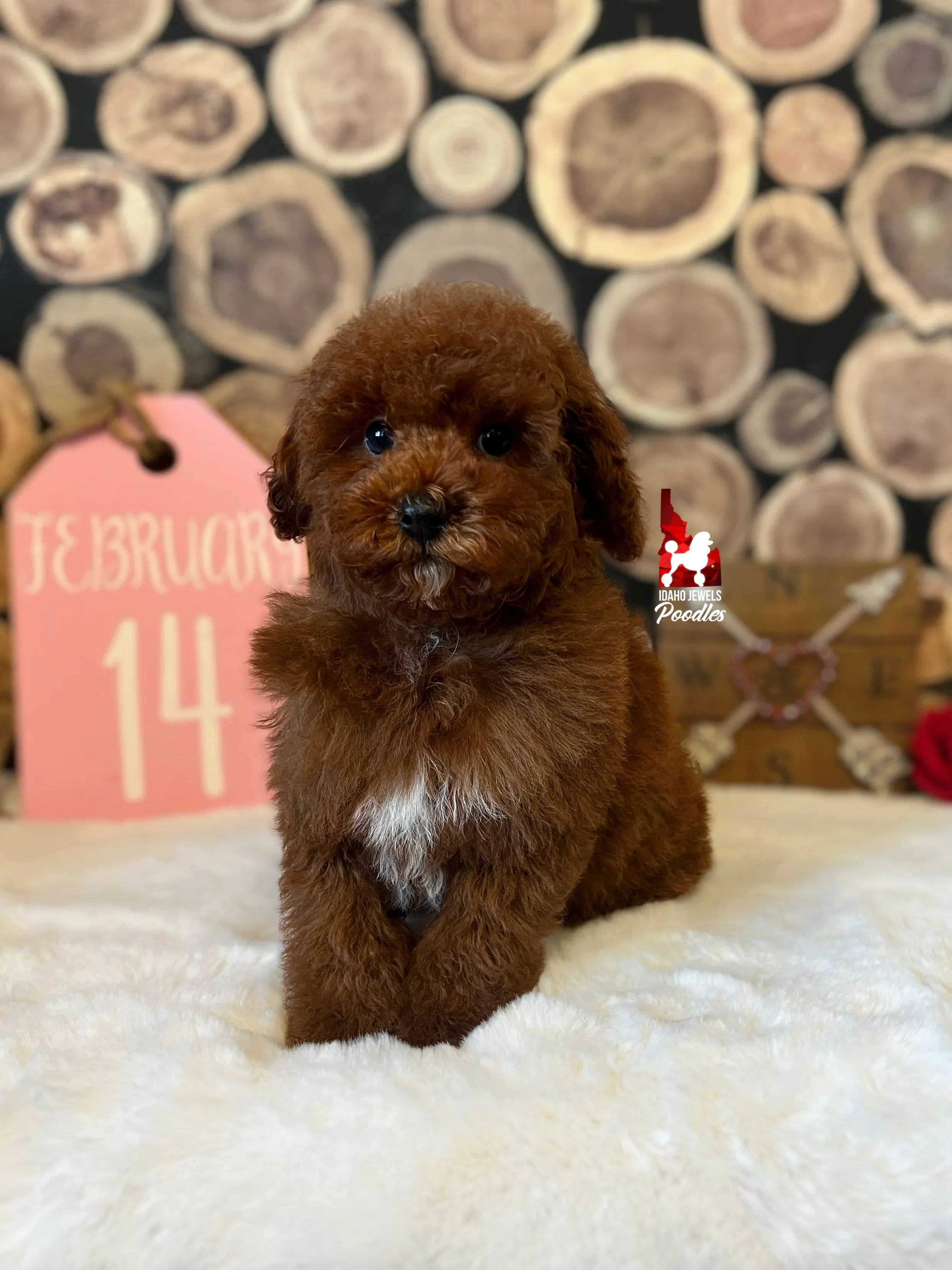 Cody - 10 wks(2).jpg