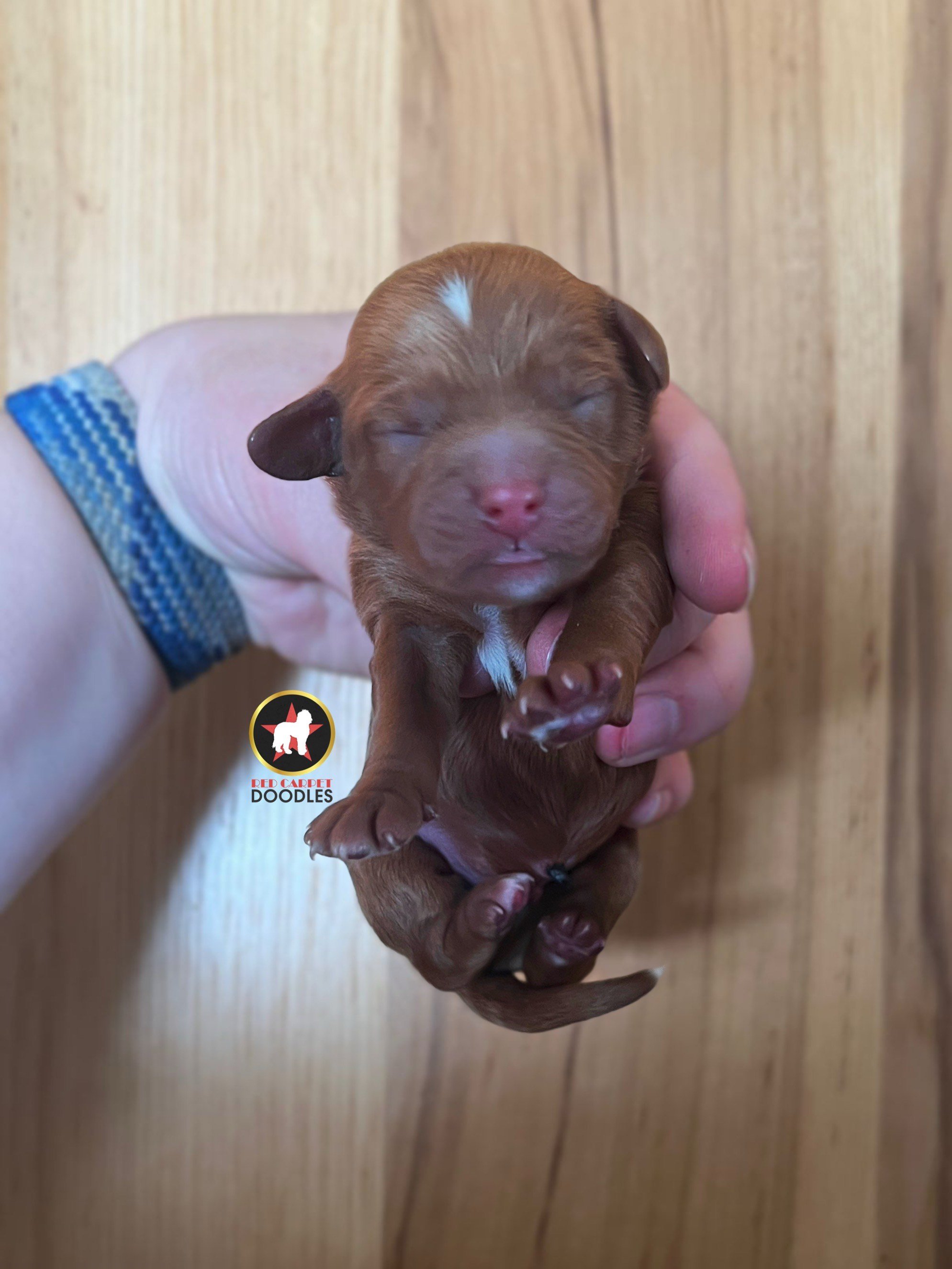 Holt - Newborn.jpeg