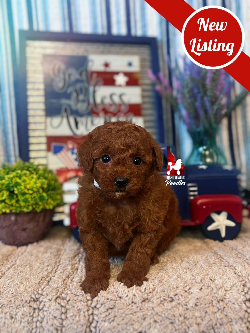 Juniper, Red Large Toy Poodle Girl~ Pet - Reserved for Rosy