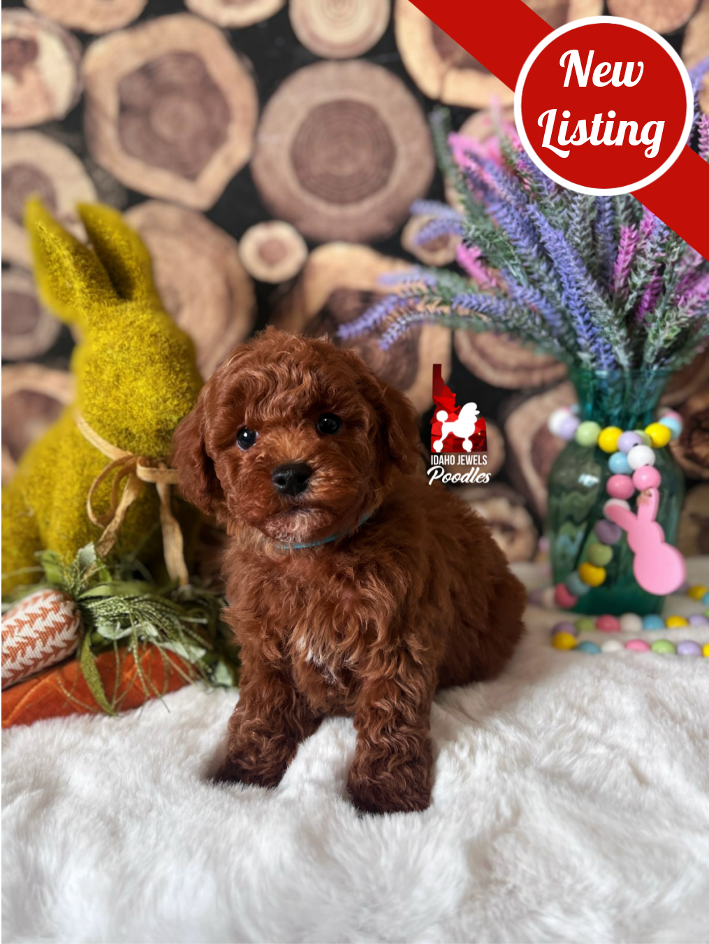 Biscuit, Red Small Mini Poodle Boy~ Pet