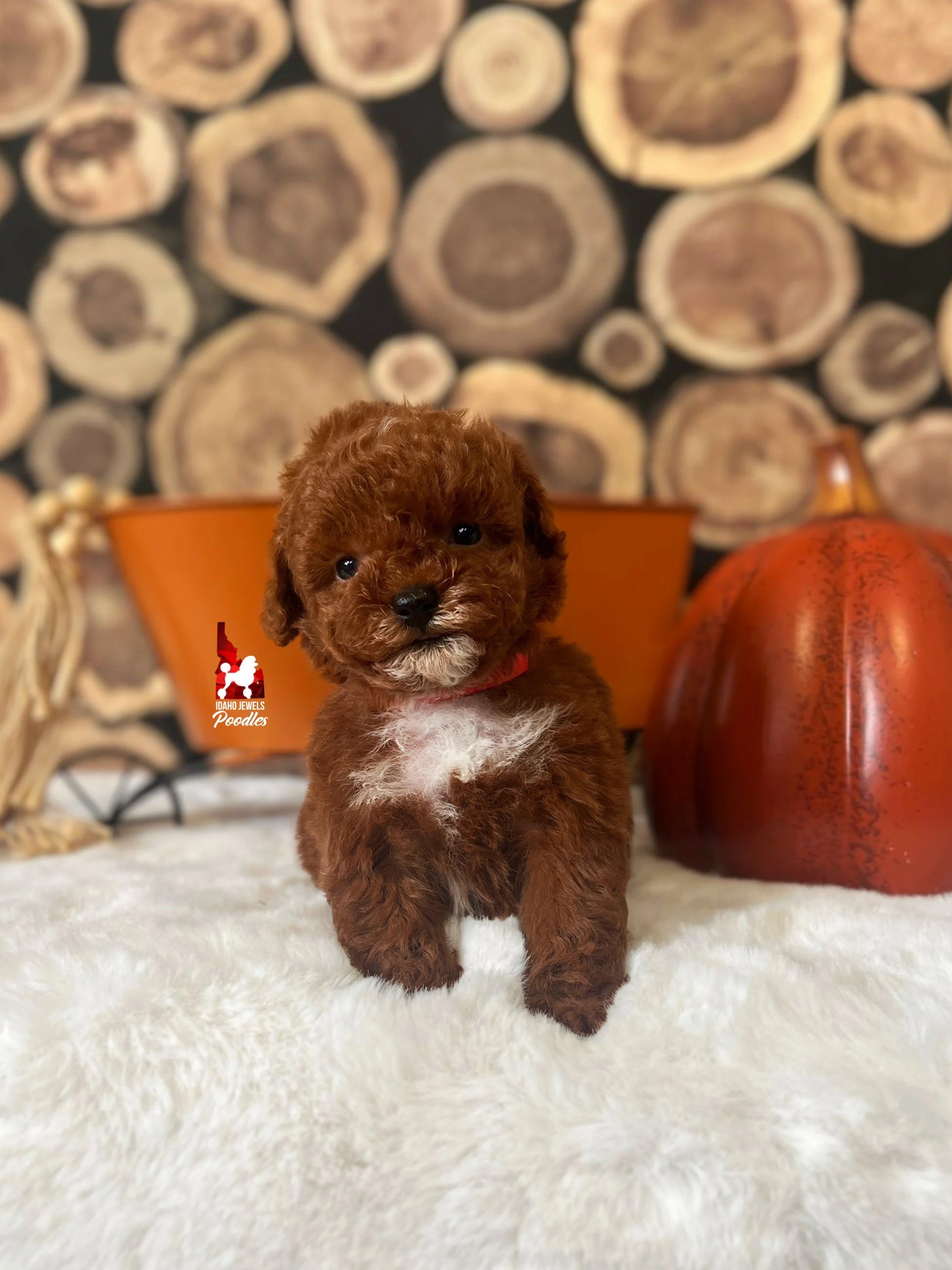 Twill - 6 wks (1).jpeg