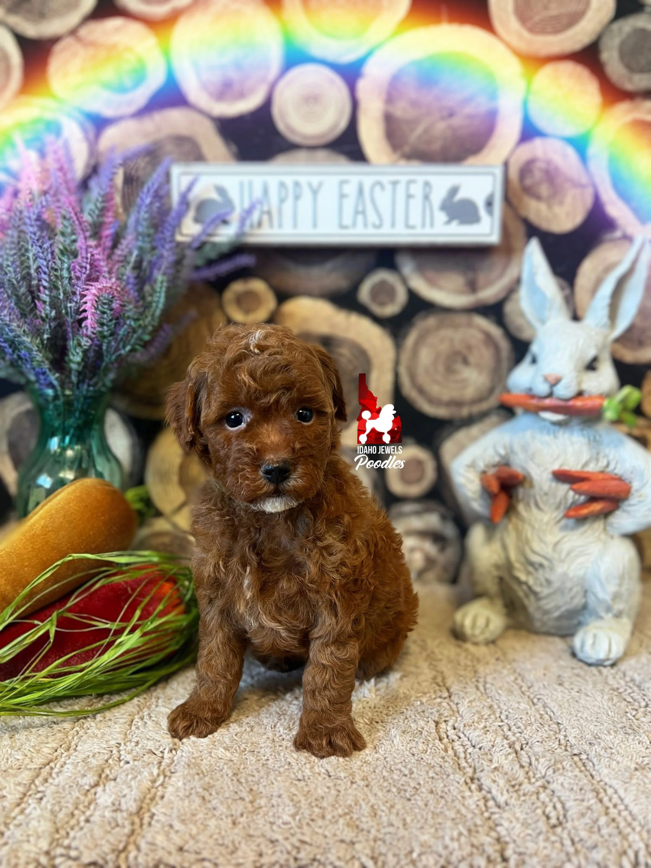 Tally - 6 wks.jpg