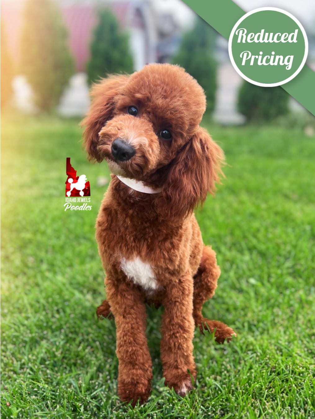 Brooklyn, Red w/ White Large Mini Poodle Girl~ Pet