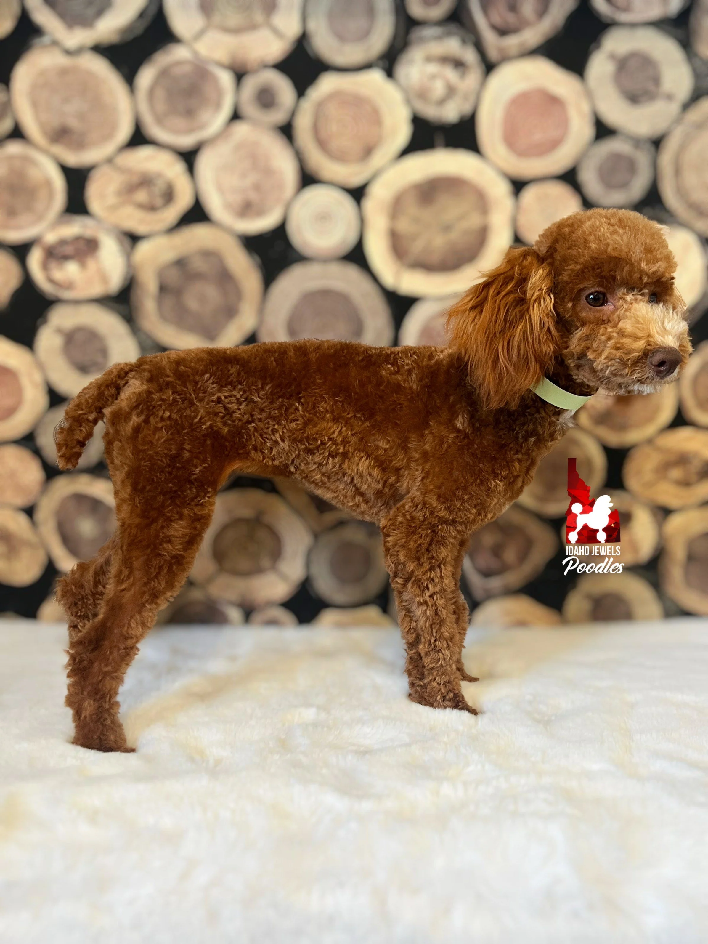 Lilo - Aug 2025 (7).jpeg