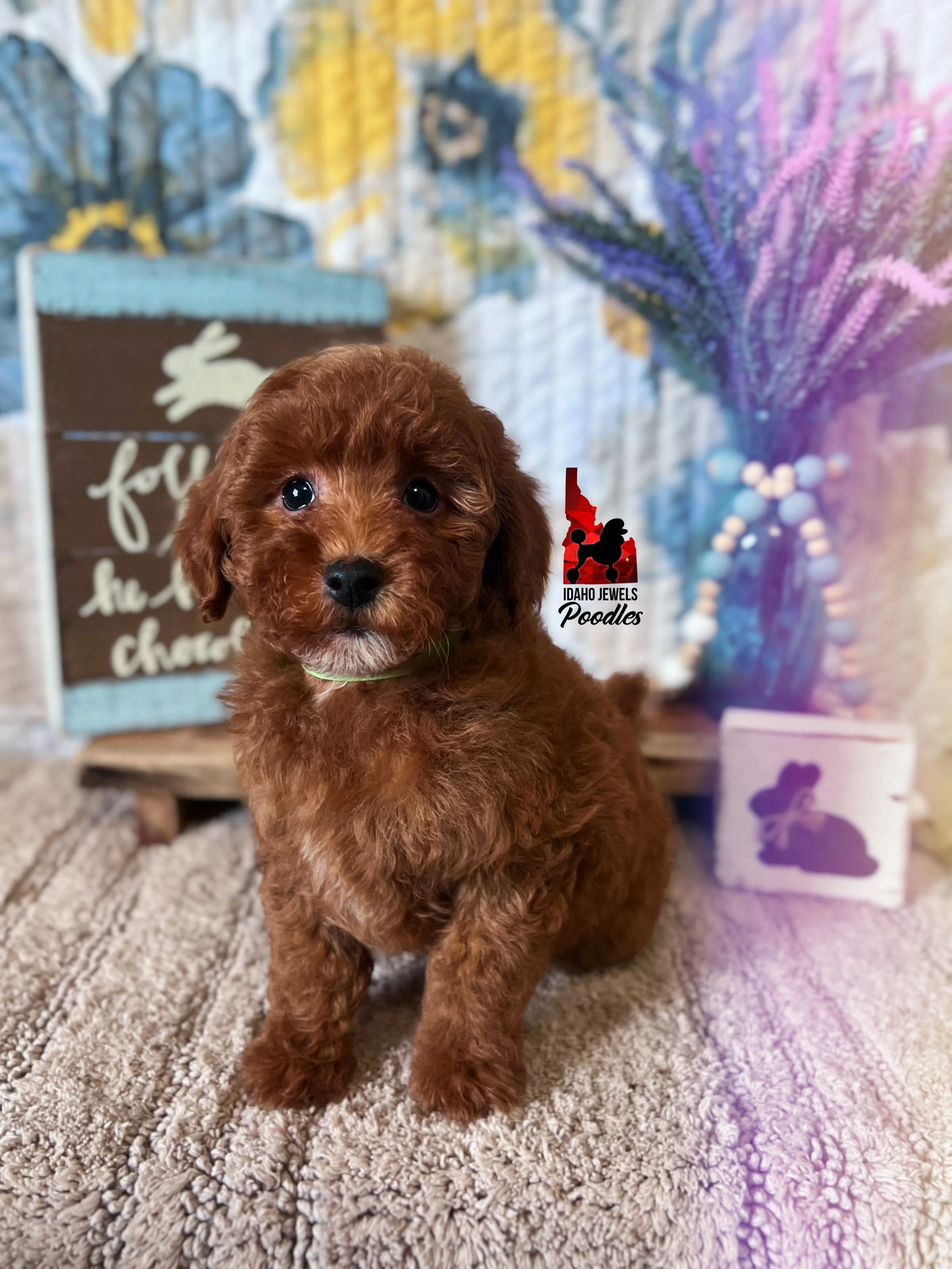 Tally - 8 wks.jpg