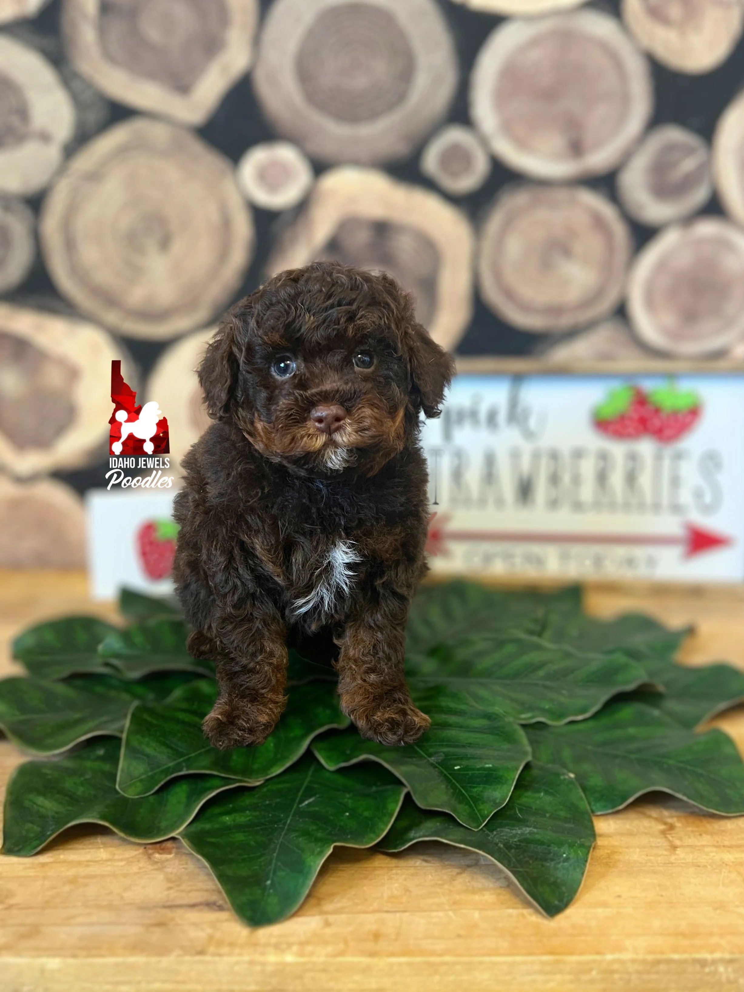 Nyla - 6 wks.jpeg