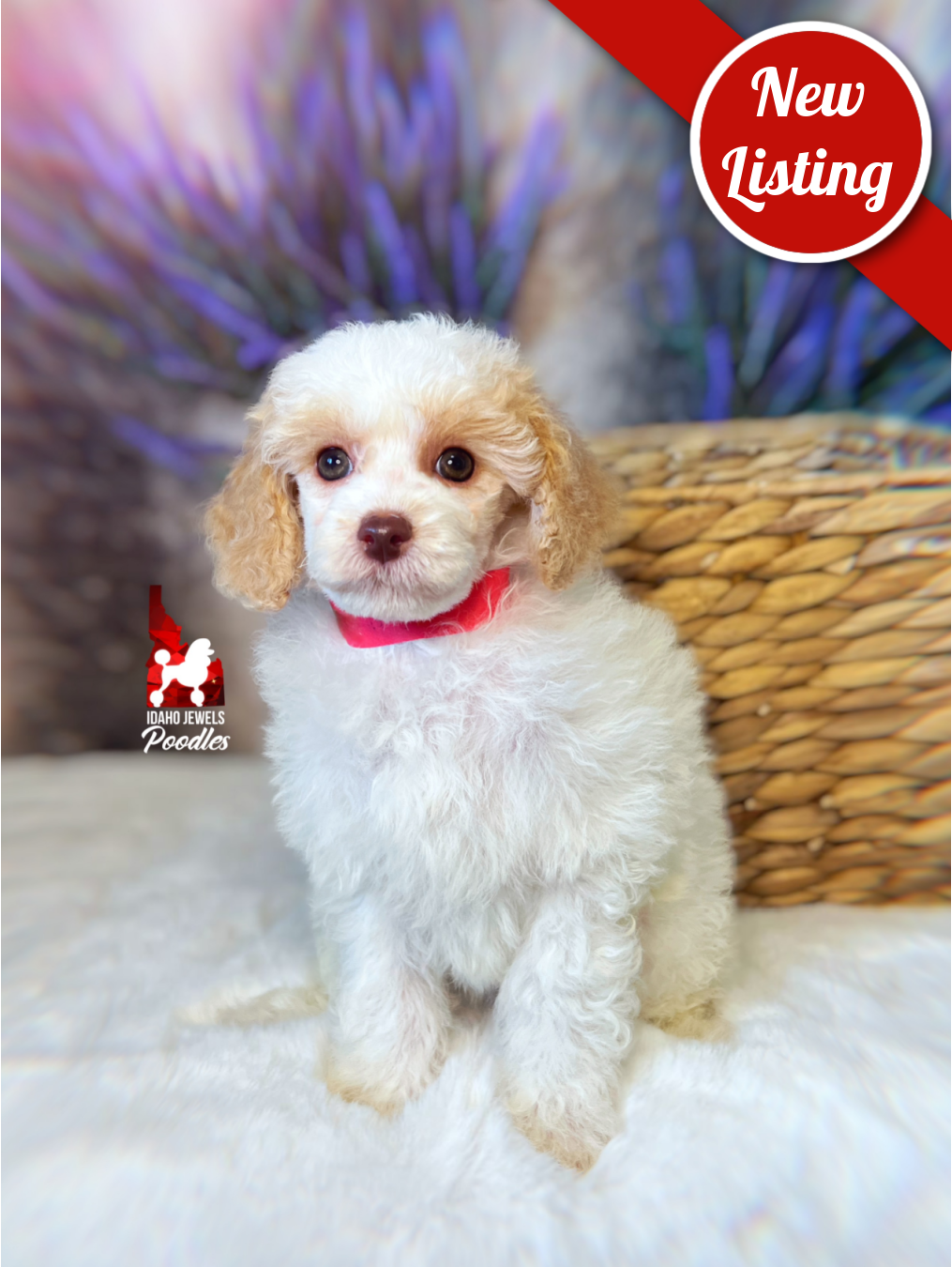 Jayden, Red/Apricot Parti (Hidden Phantom) Mini Poodle Boy~ Breeder or Pet