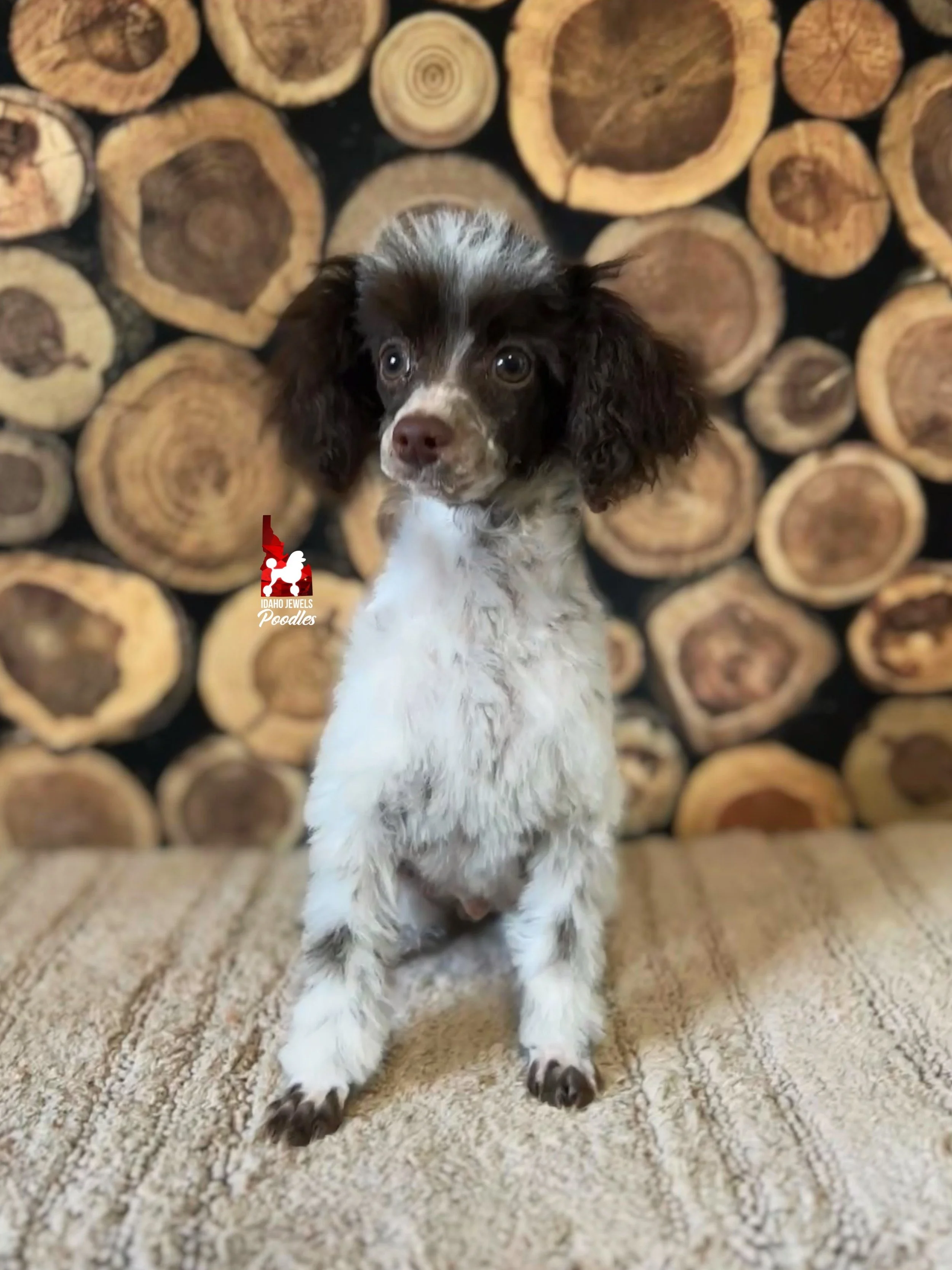 Nico, Brown Parti Toy Boy  *AKC, CDDY 0