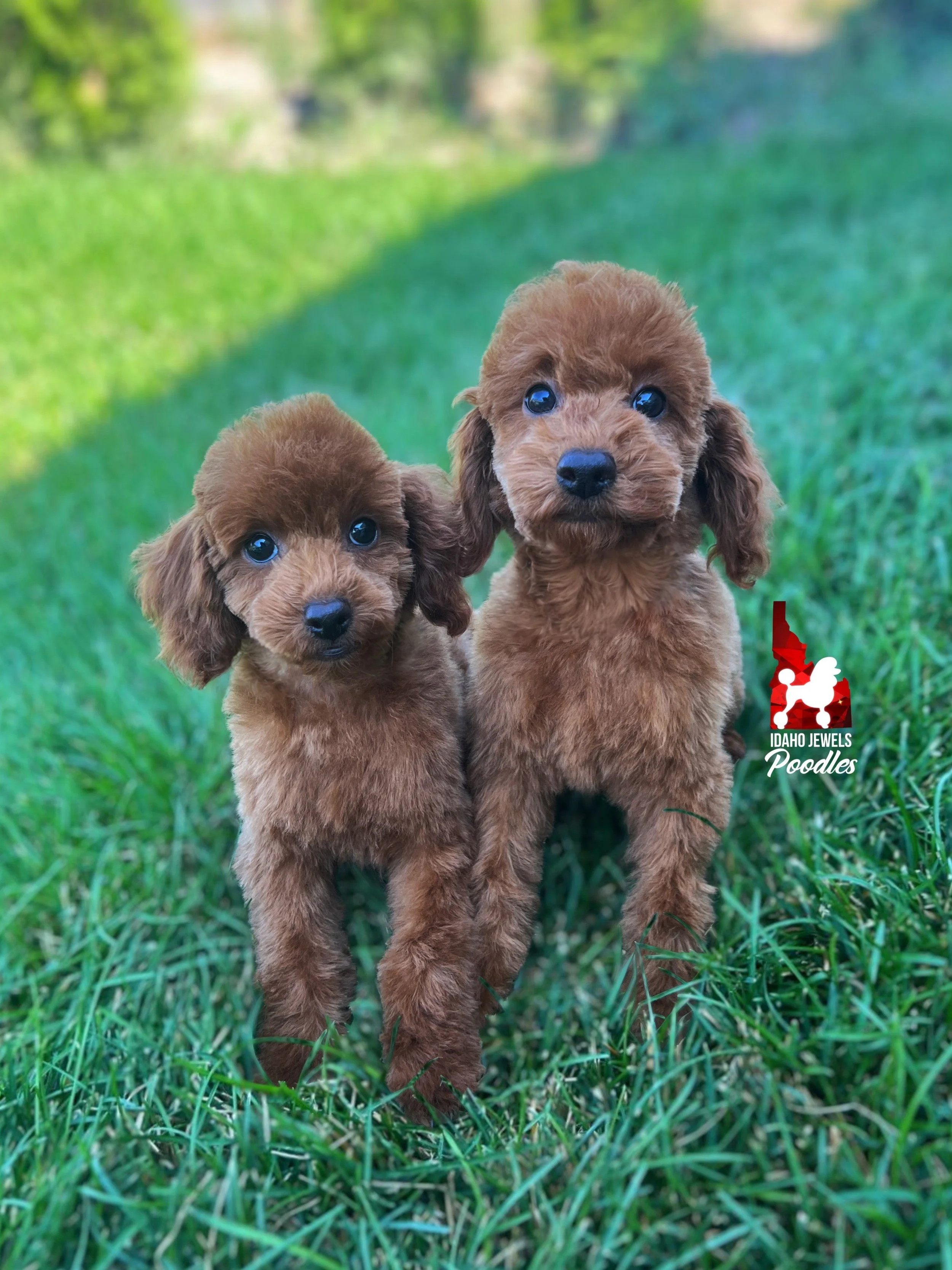 Nick and Joe Jonas - 12 wks .jpeg