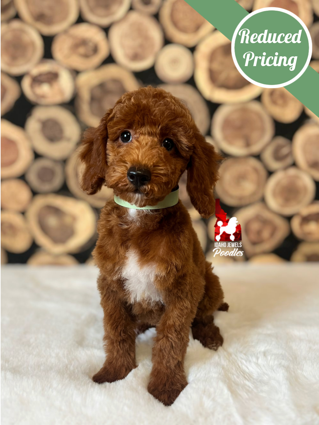 Oakley, Dark Red w/ White Markings Mini Poodle Boy~ Breeder or Pet