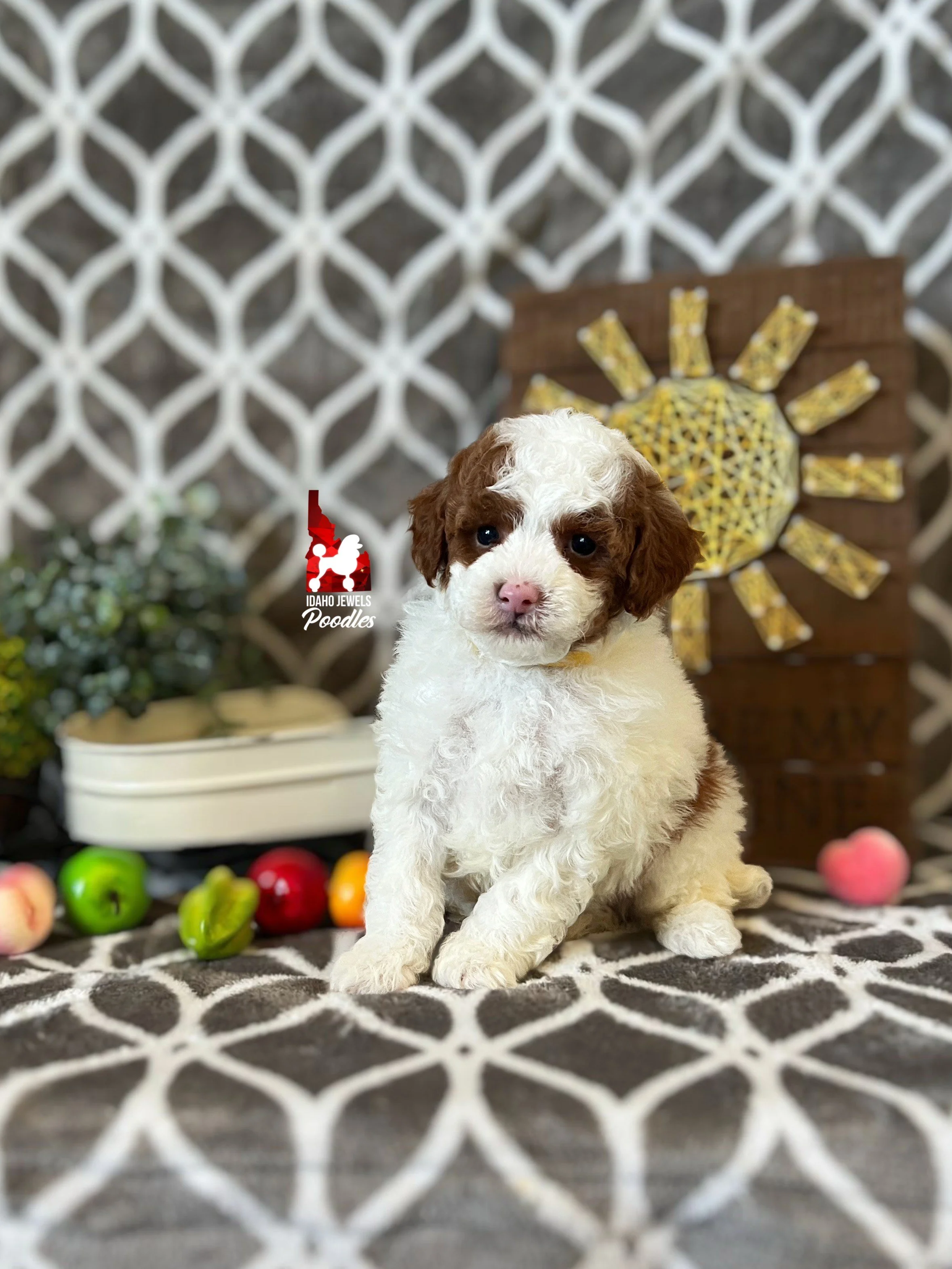 Jackson - 6 wks (1).jpeg