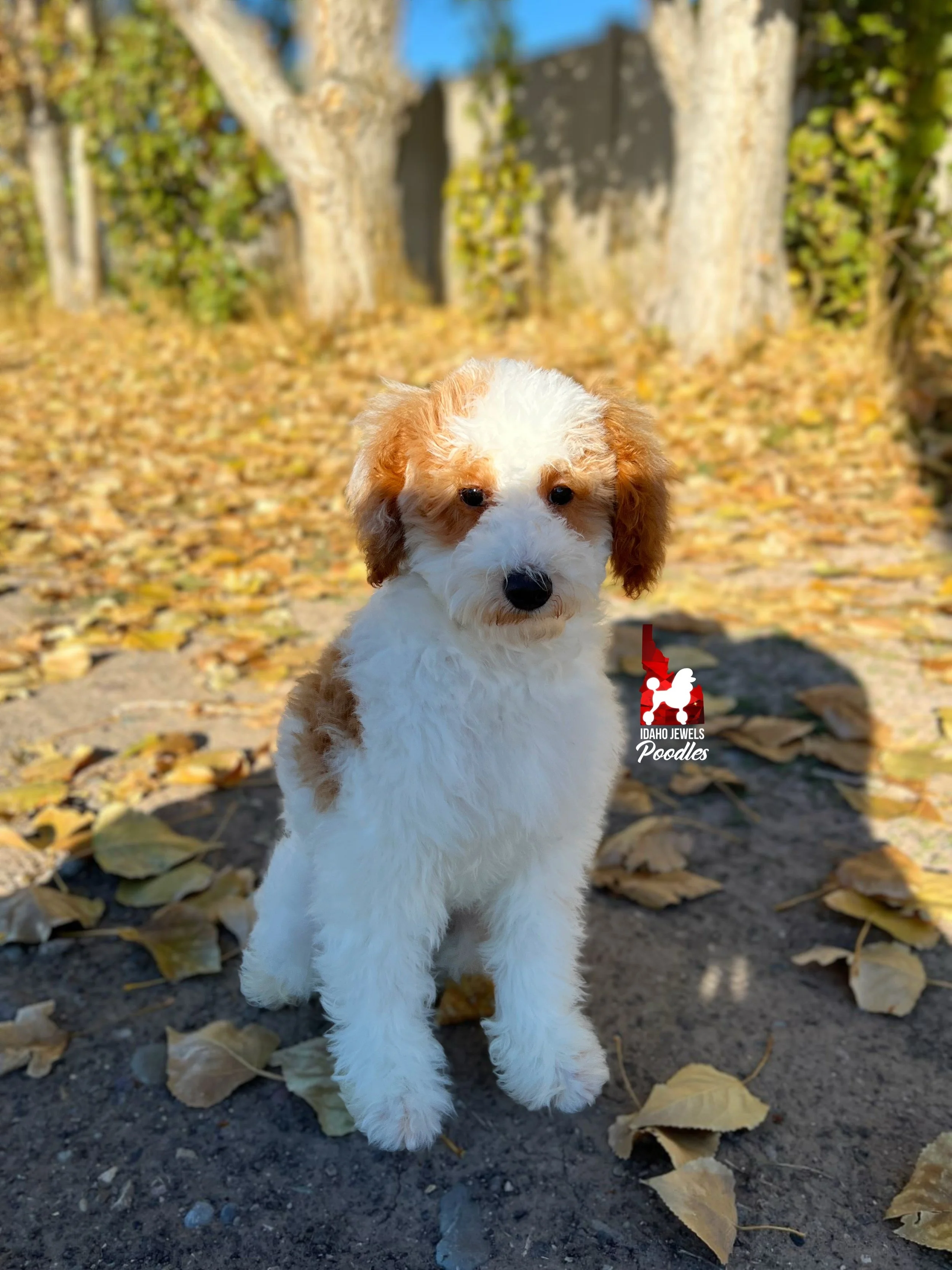 Teddy - 19 wks (5).jpeg