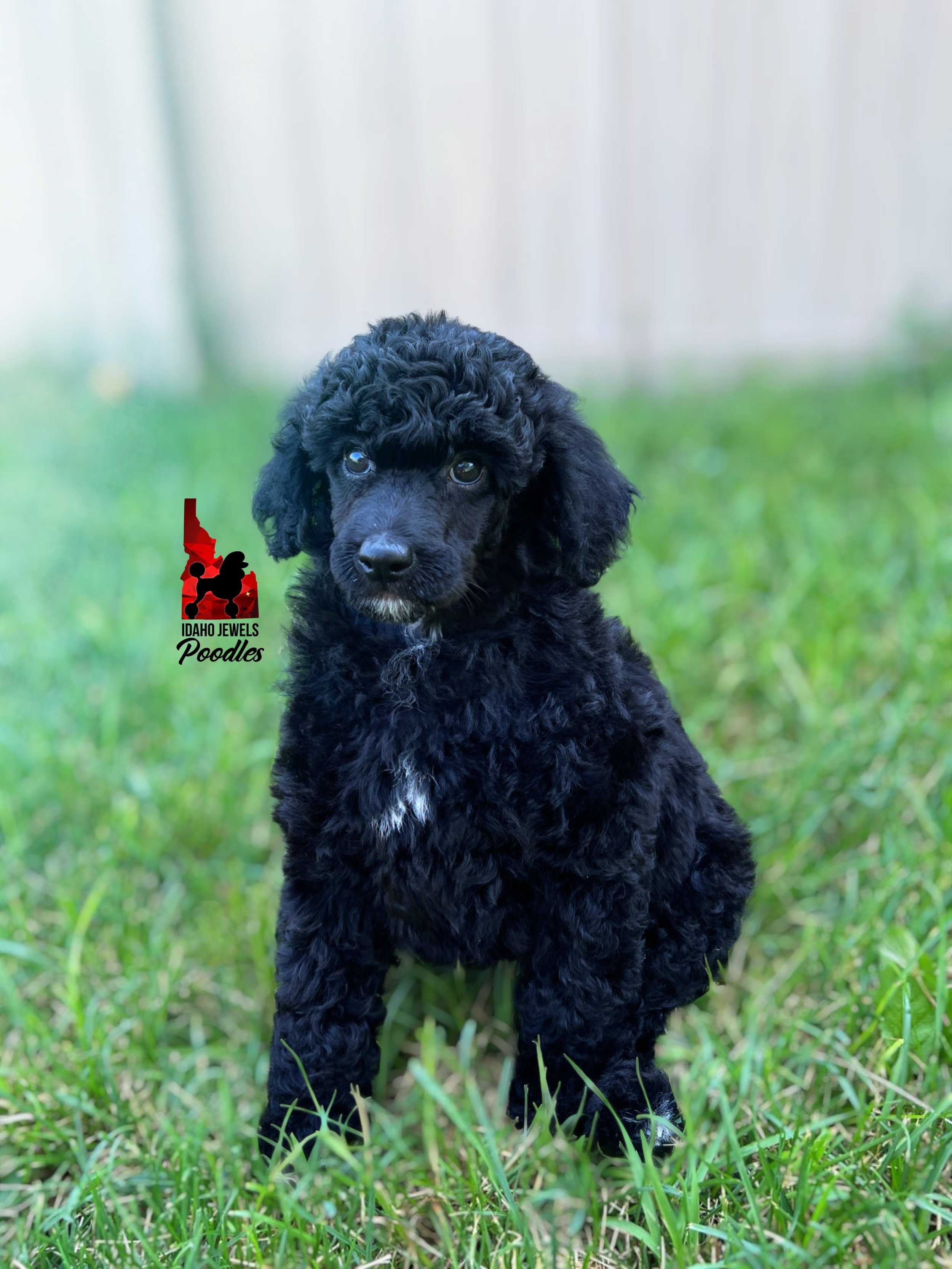 Teddybear - 8 wks-1.jpg