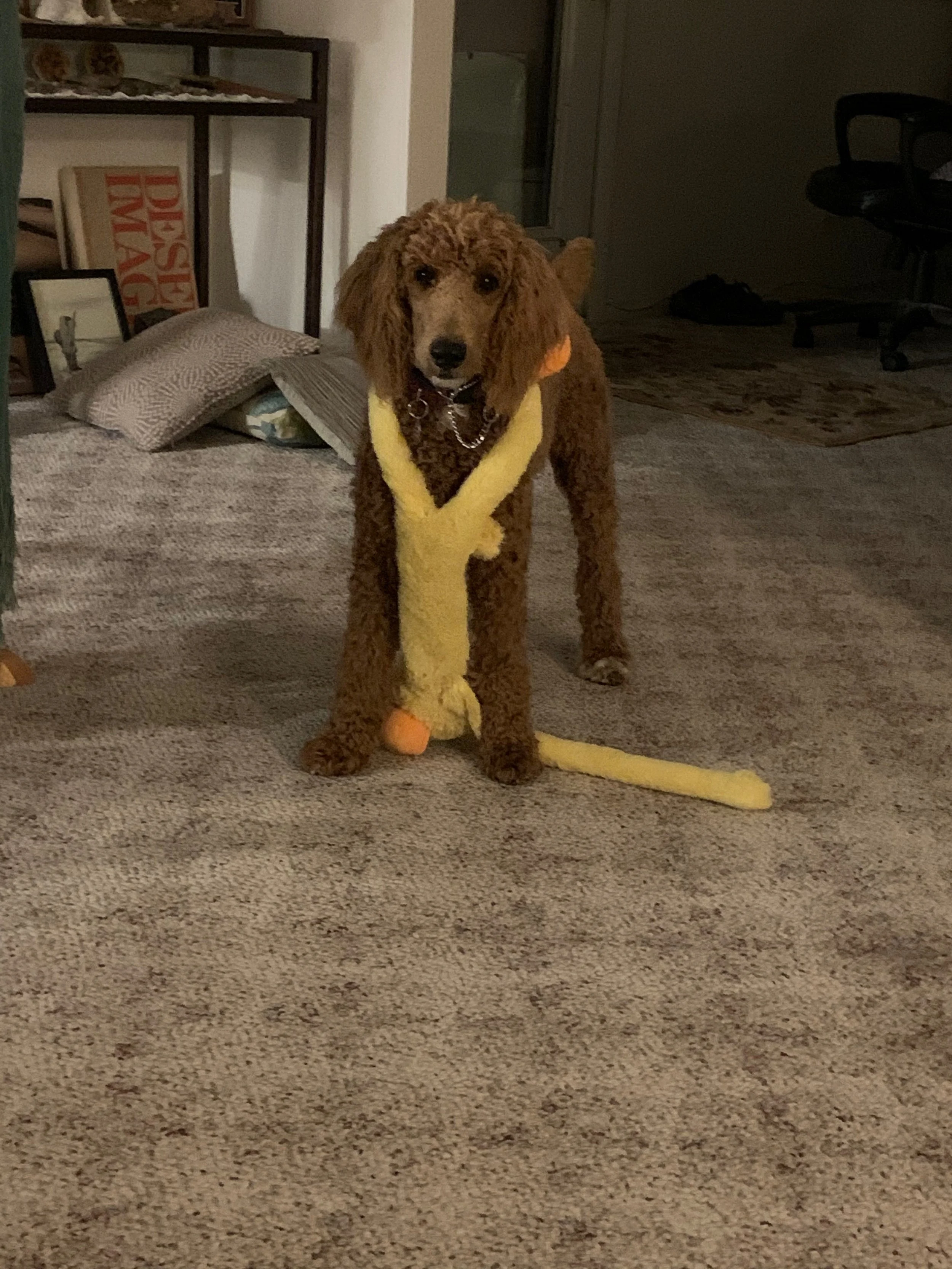 Suzie.Cider puppy named Kali.jpeg