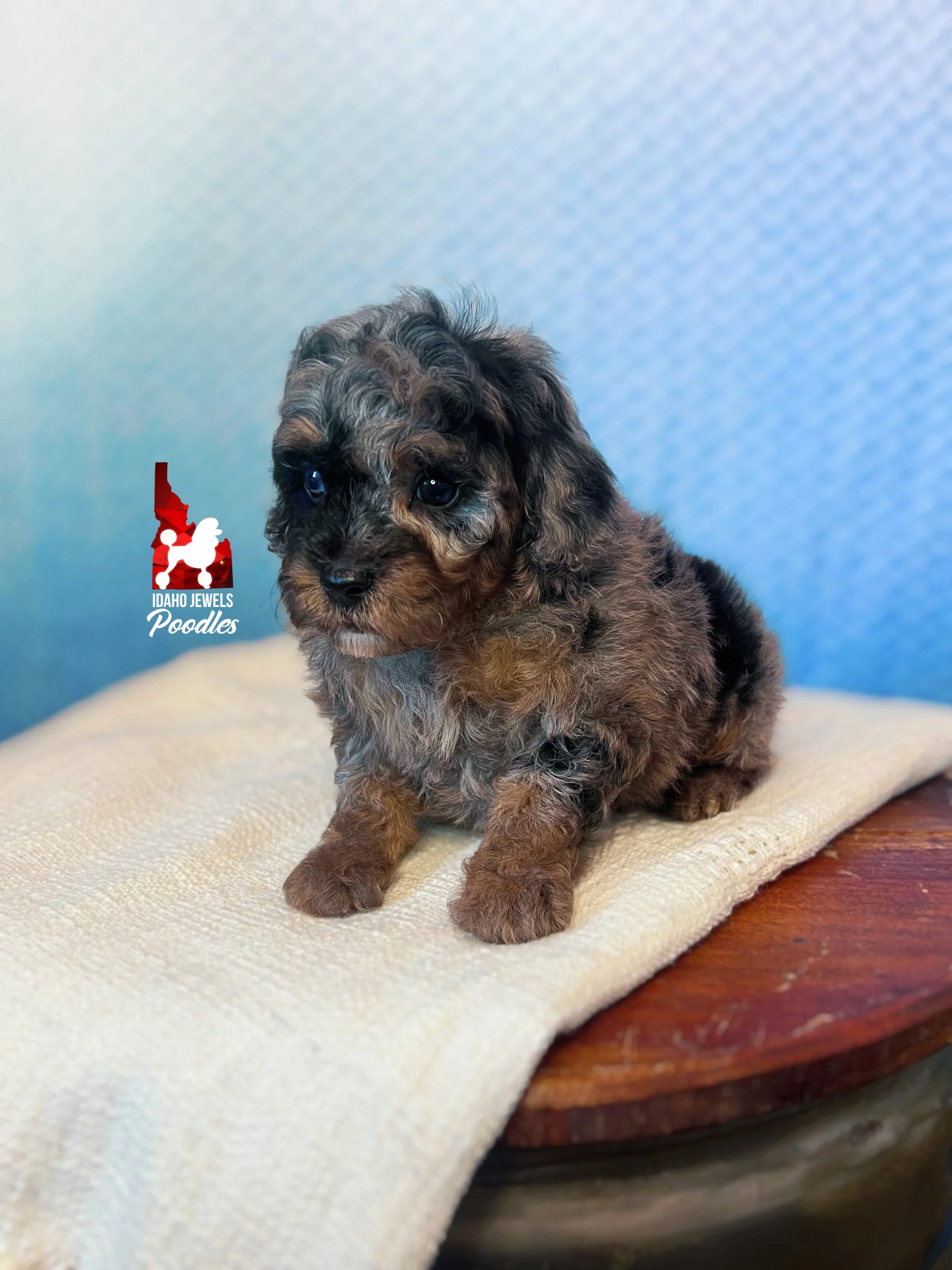 Marble - 6 wks-2.jpg