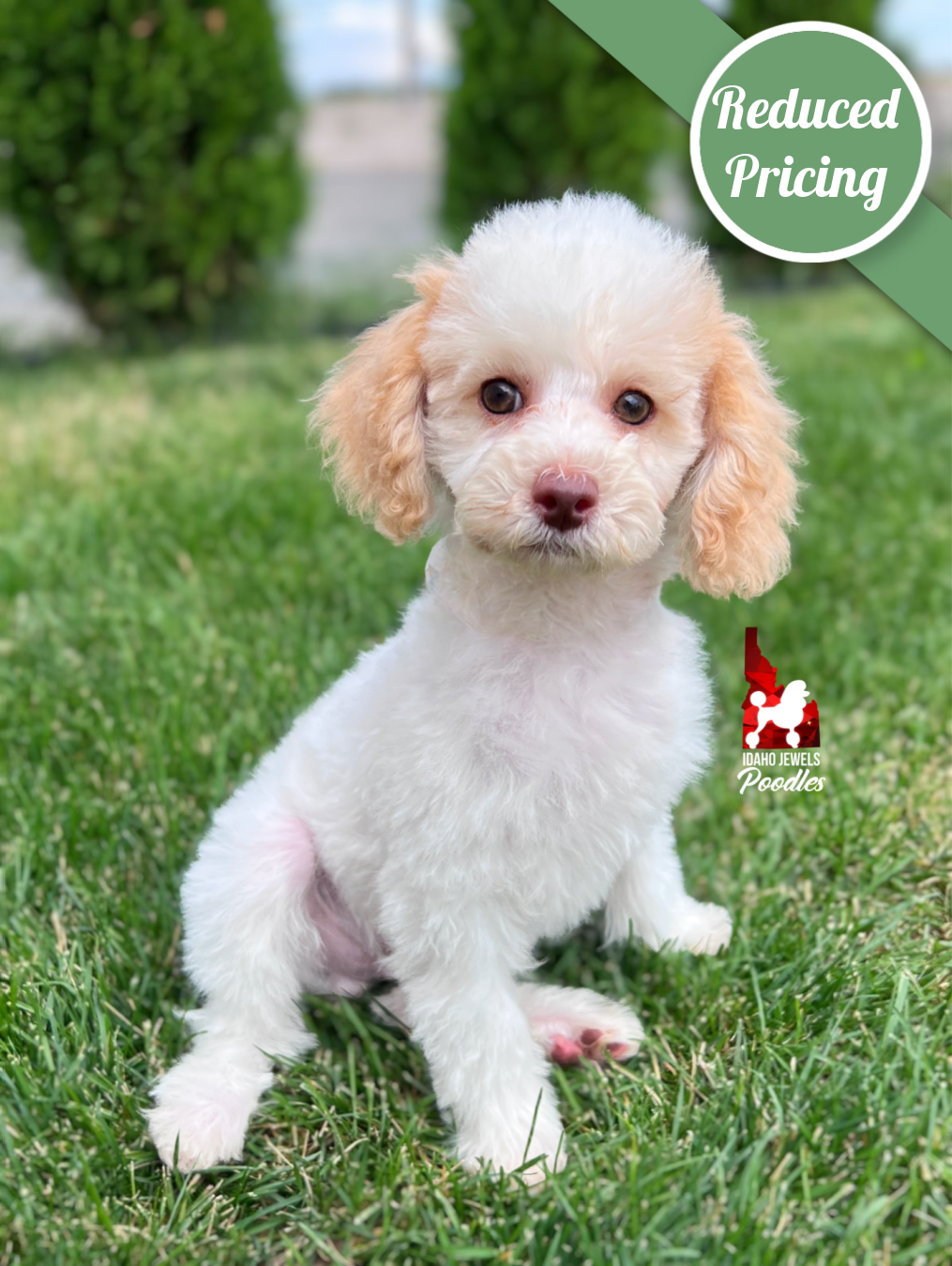 Jayden, Red/Apricot Parti (Hidden Phantom) Mini Poodle Boy~ Breeder or Pet
