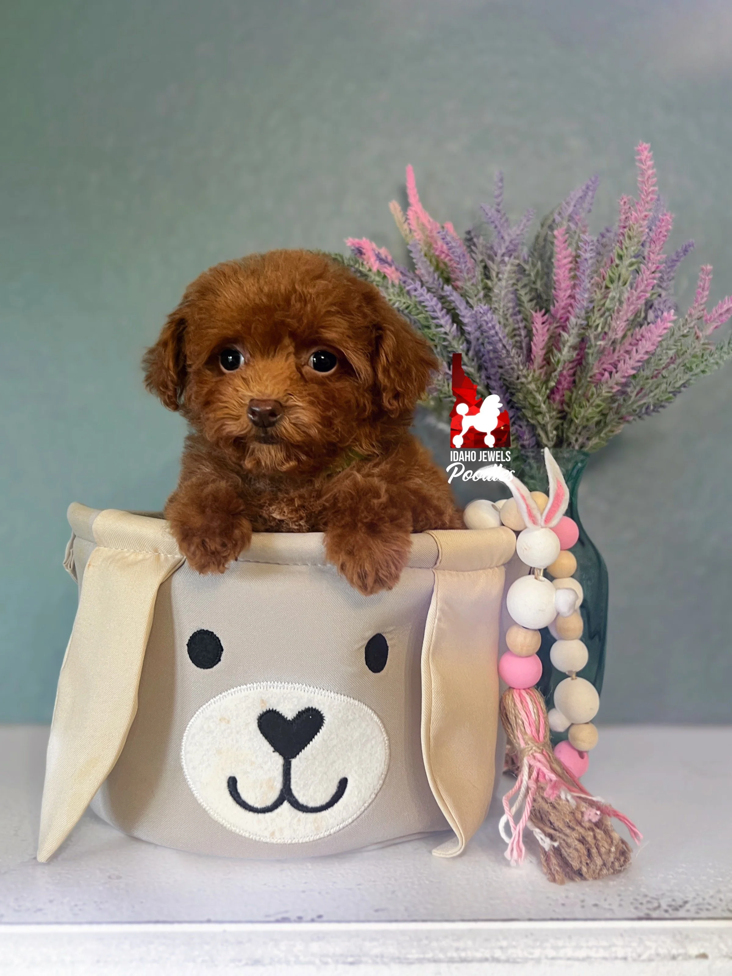 Posie, Red "Teacup" Toy Poodle Girl ~ Pet