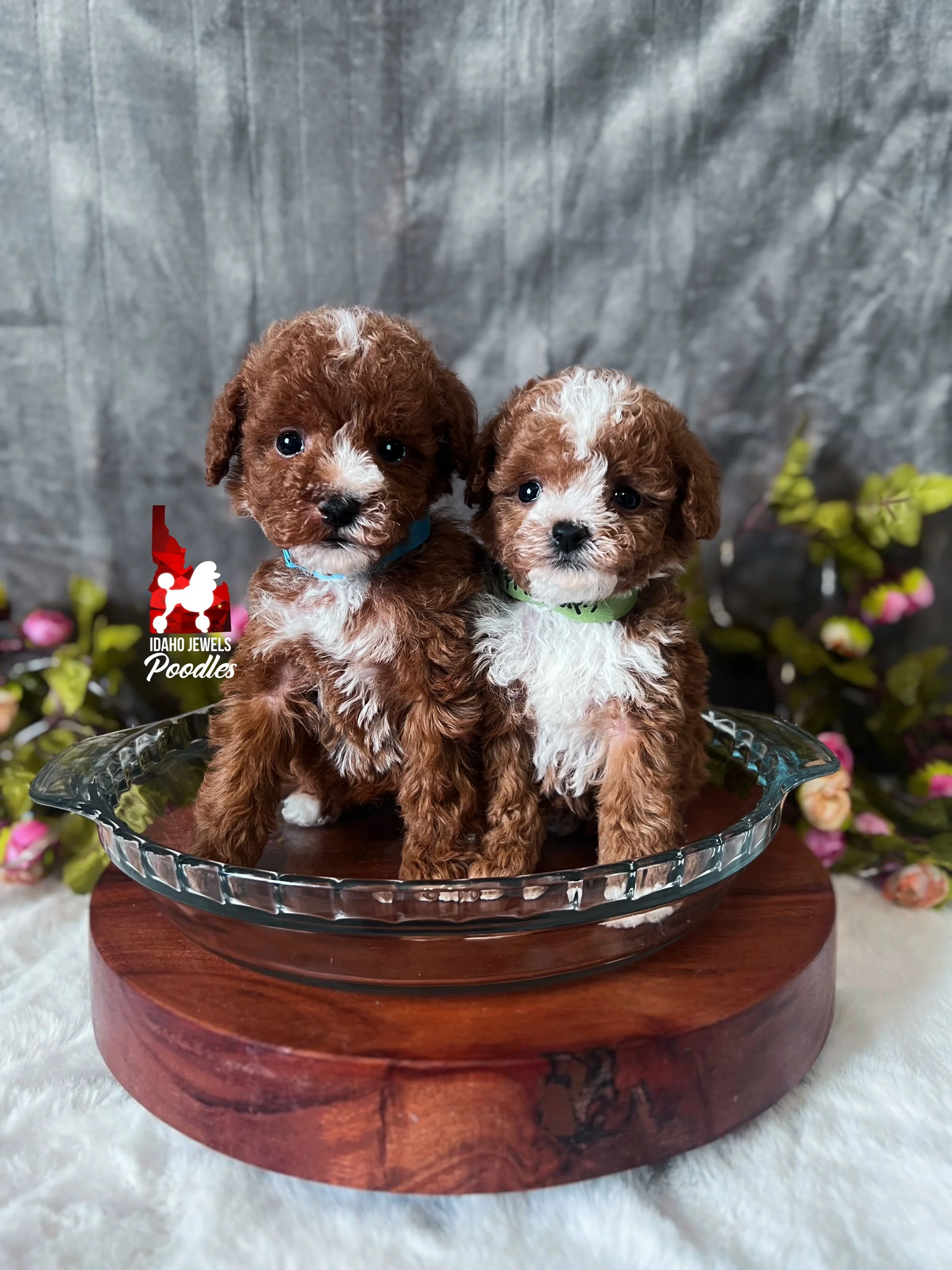 cupcake crumble w26 litter 6 wks boys.jpg