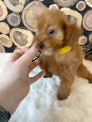 Isabella -12 wk sweetness.gif