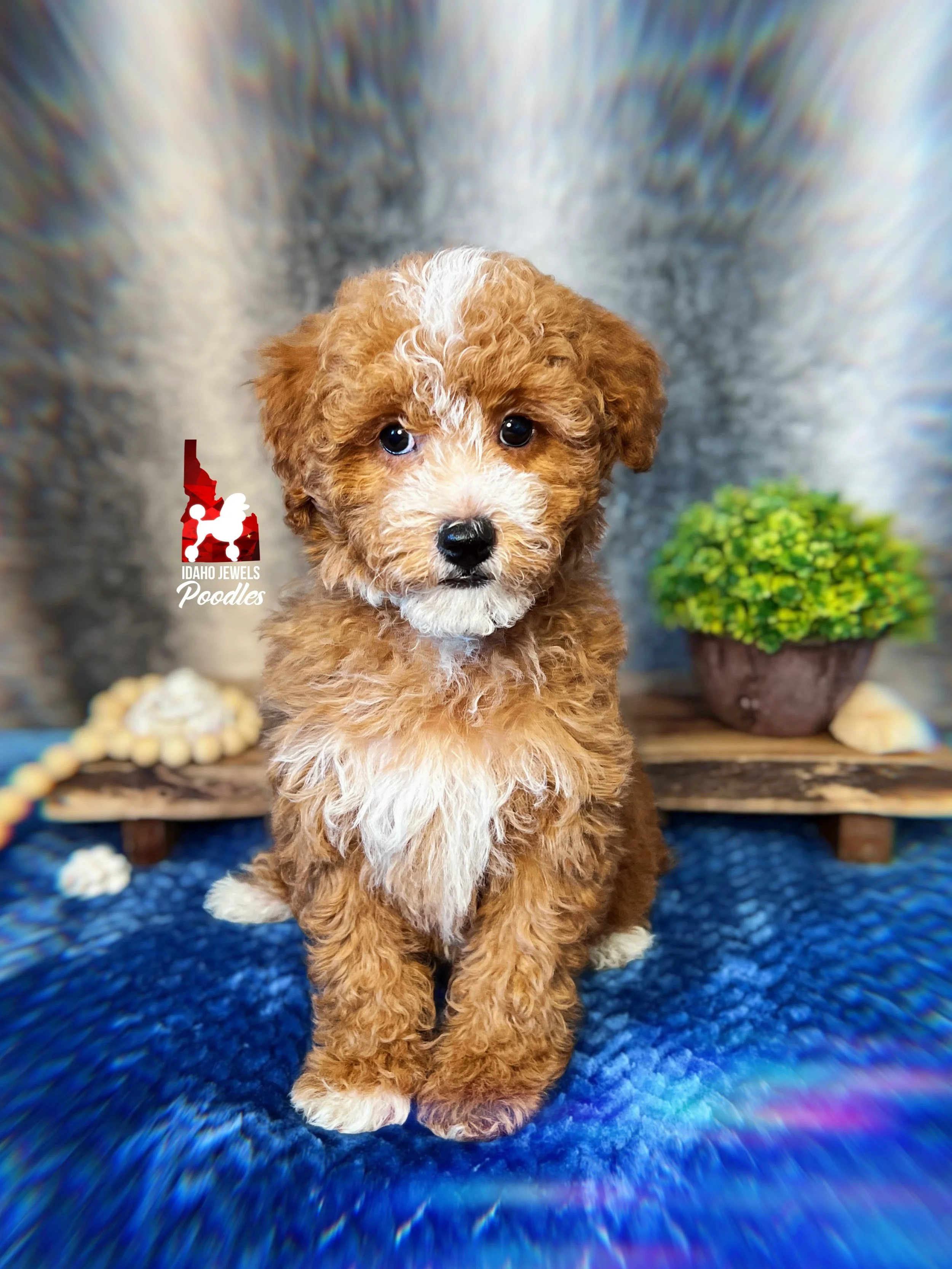Cruise, Red w/ White Mini Poodle Boy~ Pet