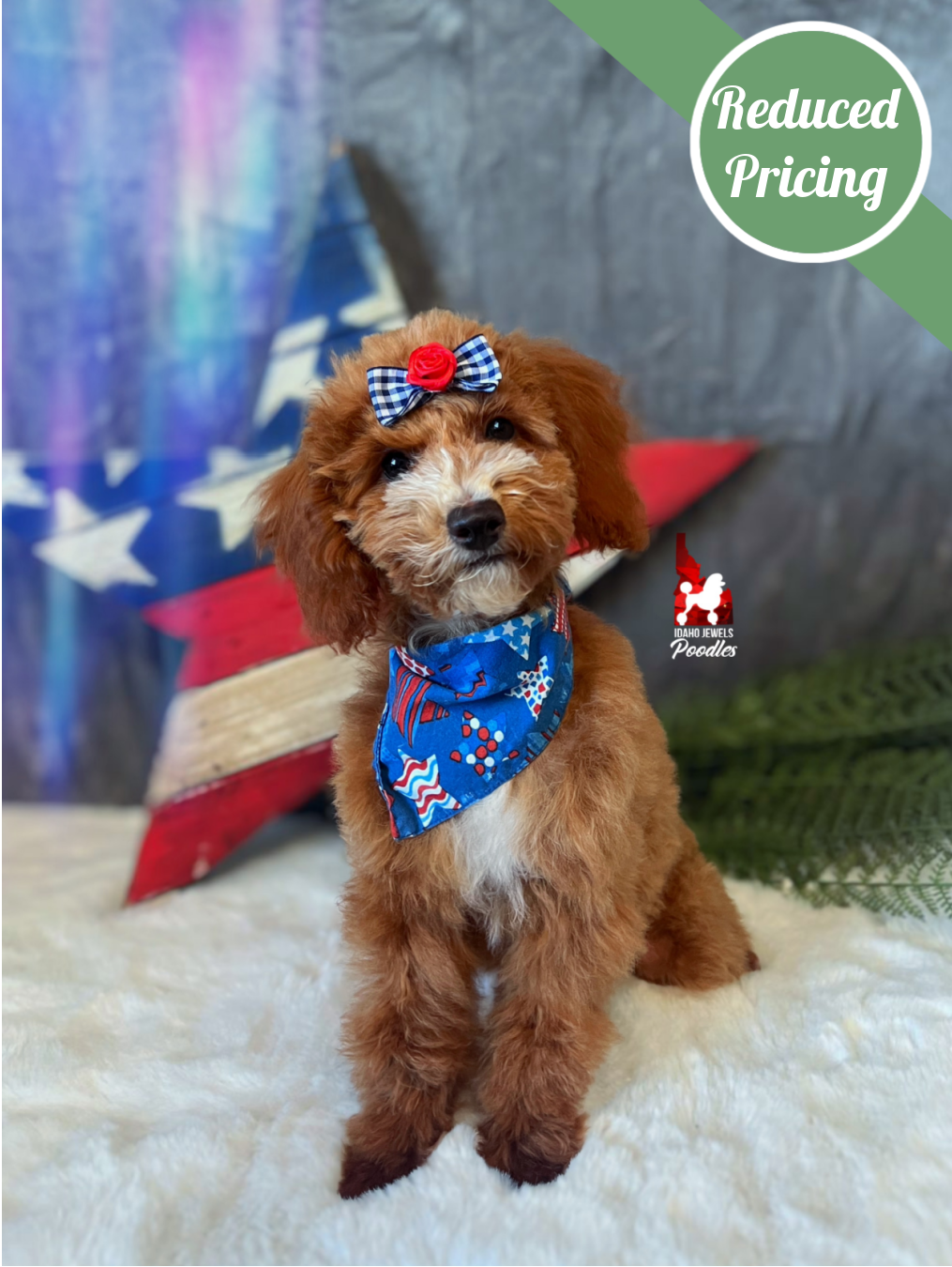 Florence, Red w/ White Mini Poodle Girl ~ Pet