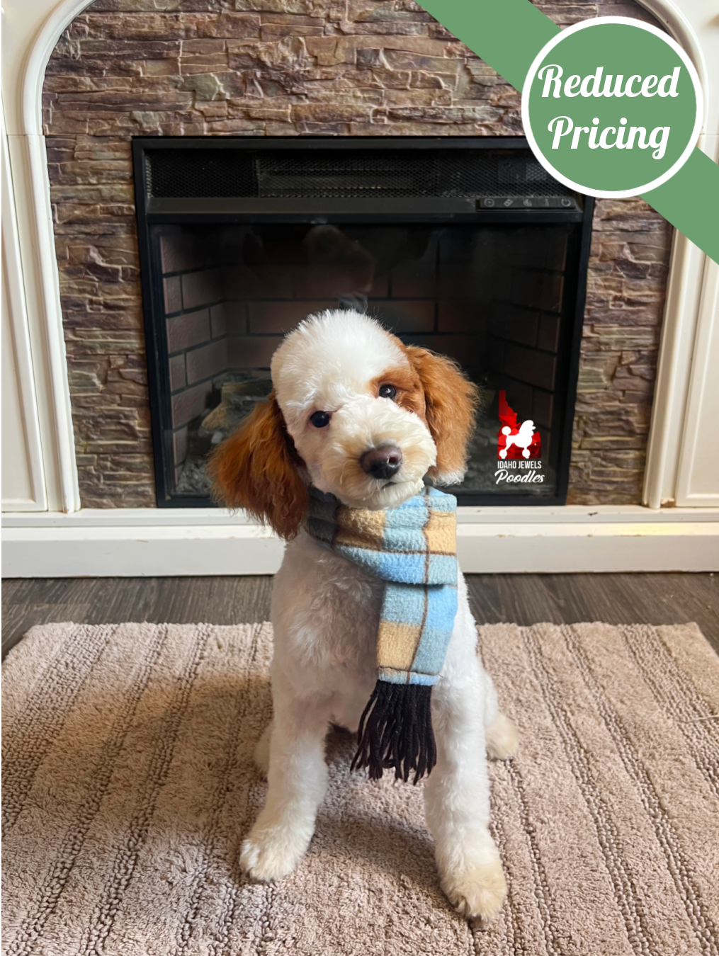 Legend, Red Parti Mini Poodle Boy ~ Breeder or Pet