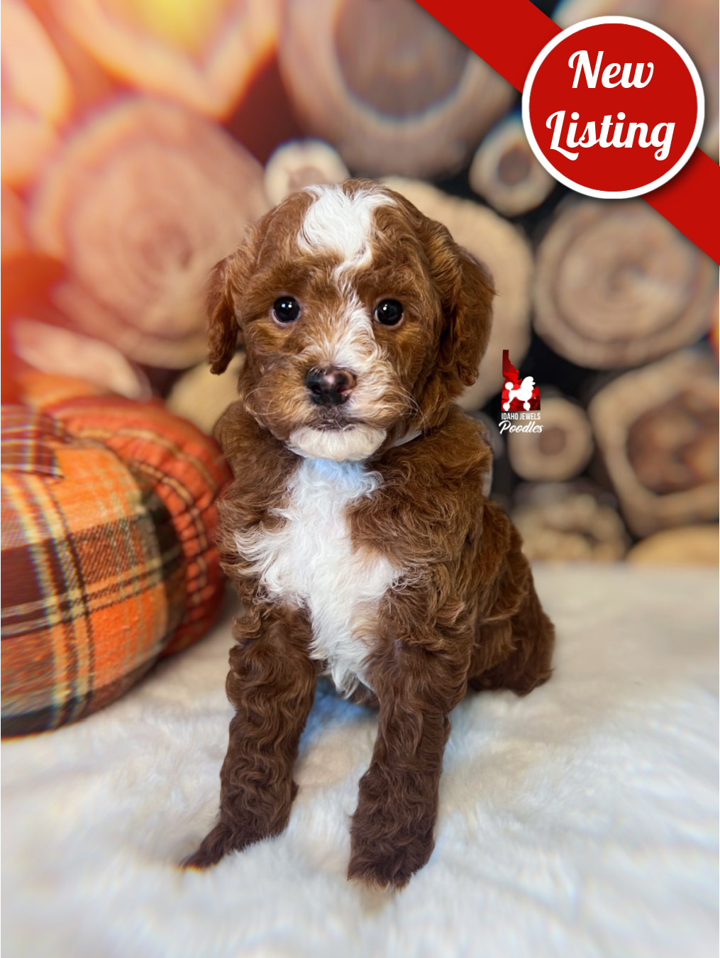 Cinnamon, Red Abstract Small Moyen Poodle Girl ~ Breeder or Pet