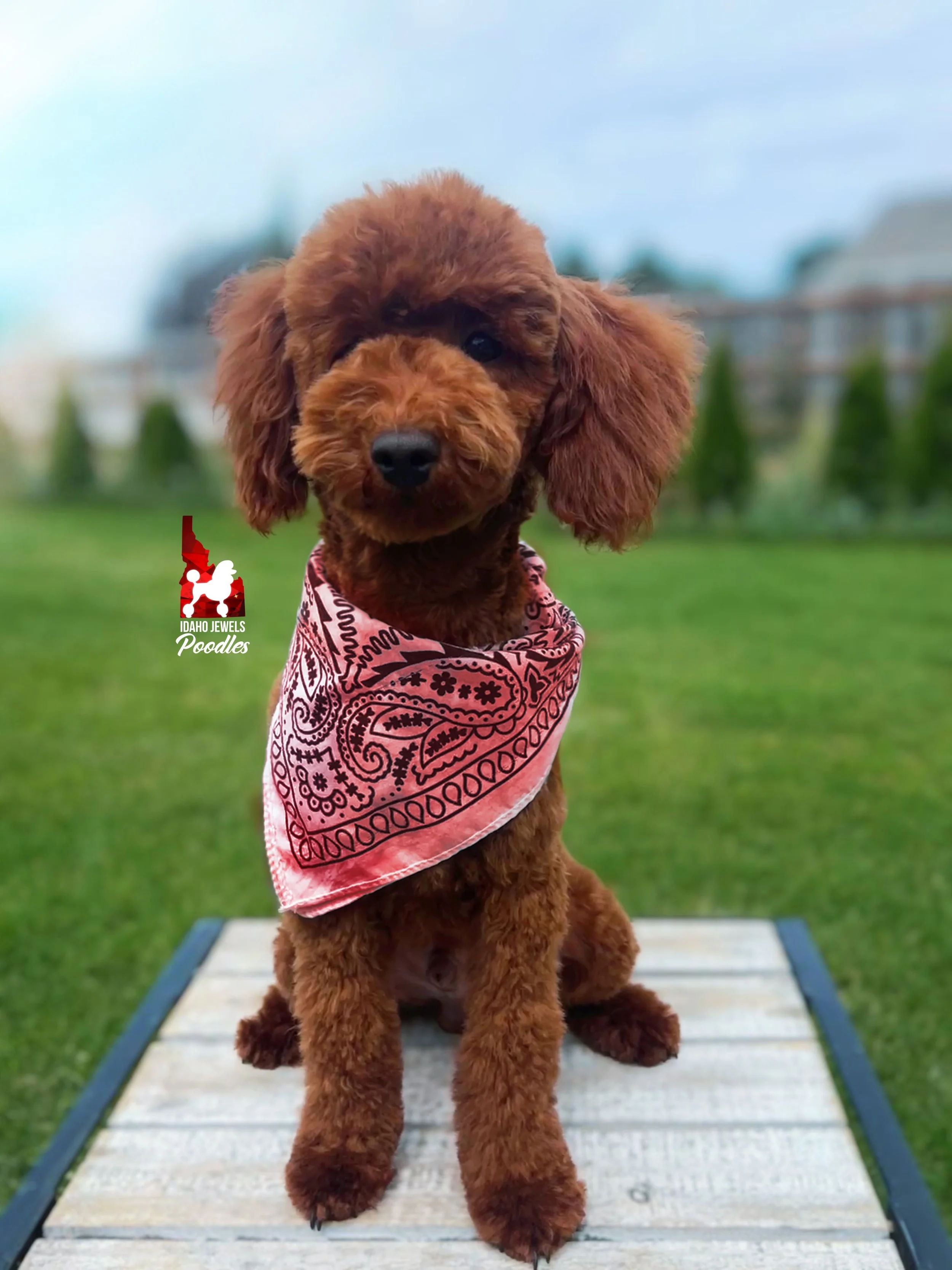 Toffee - 28 wks.jpg