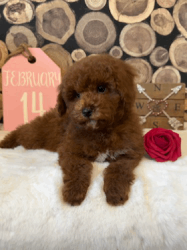 Cody head tilt 10 wk.gif