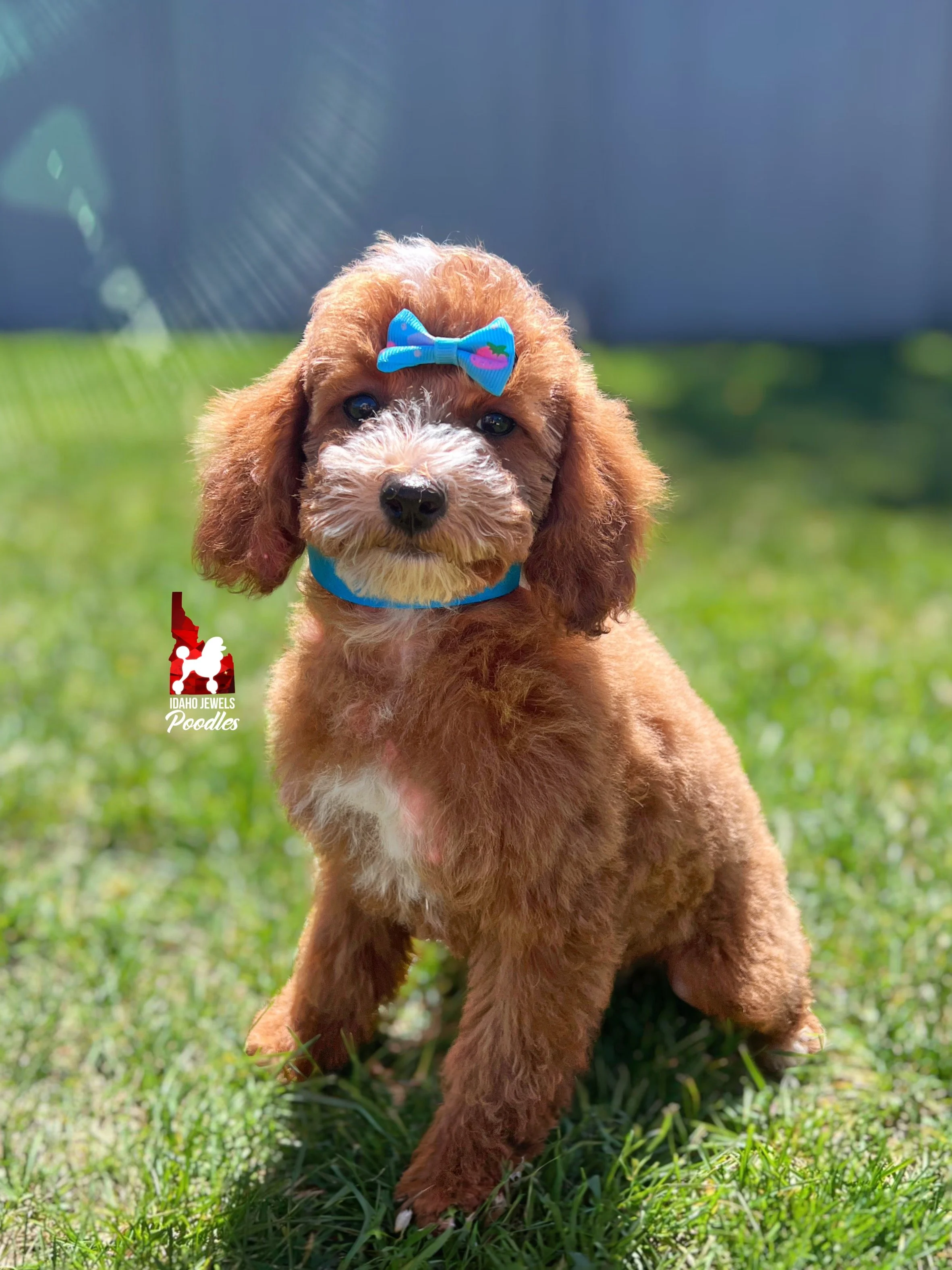 Sydney, Red w/ White Mini Poodle Girl ~ Pet