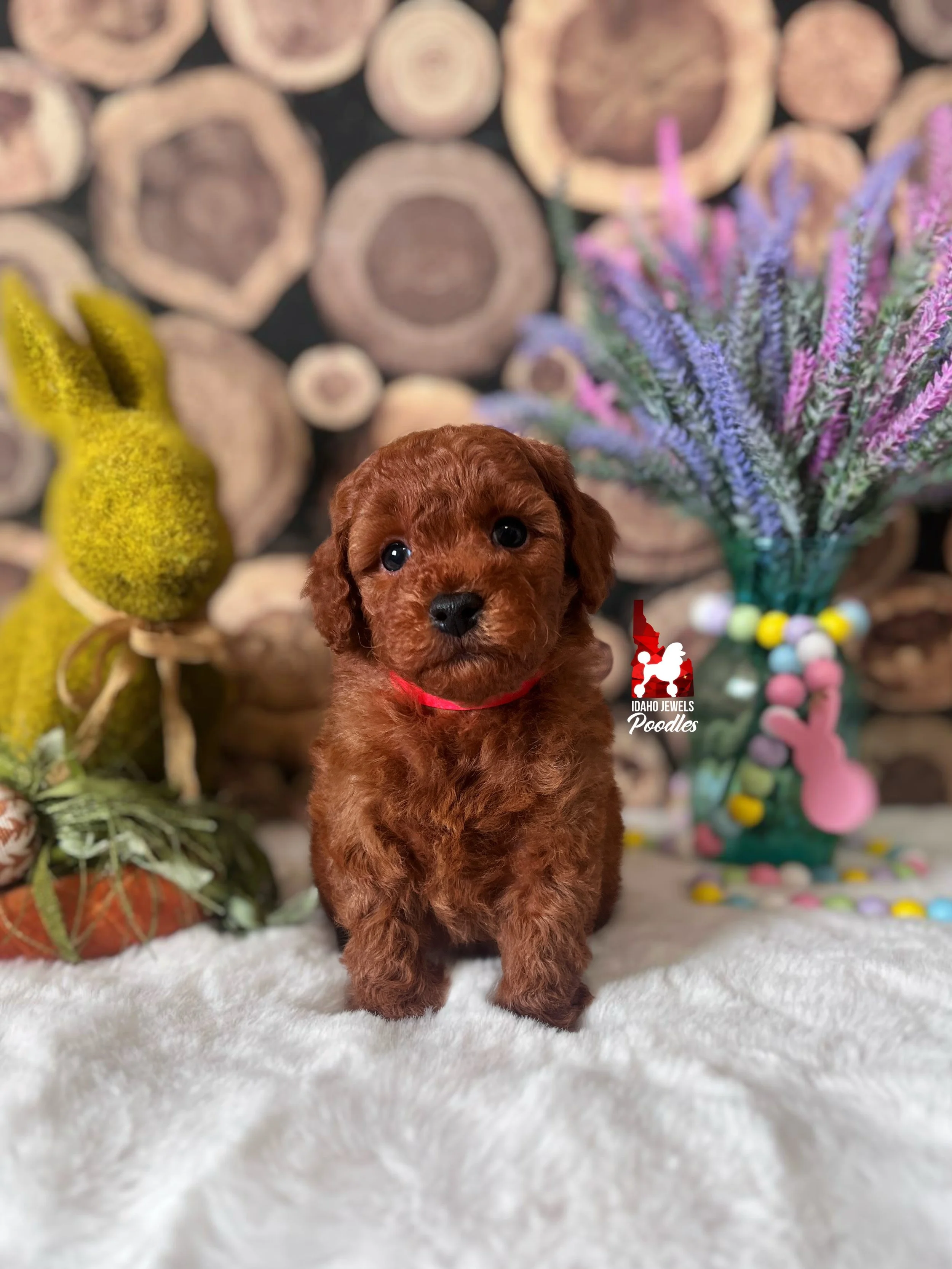 Toffee - 6 wks.jpg