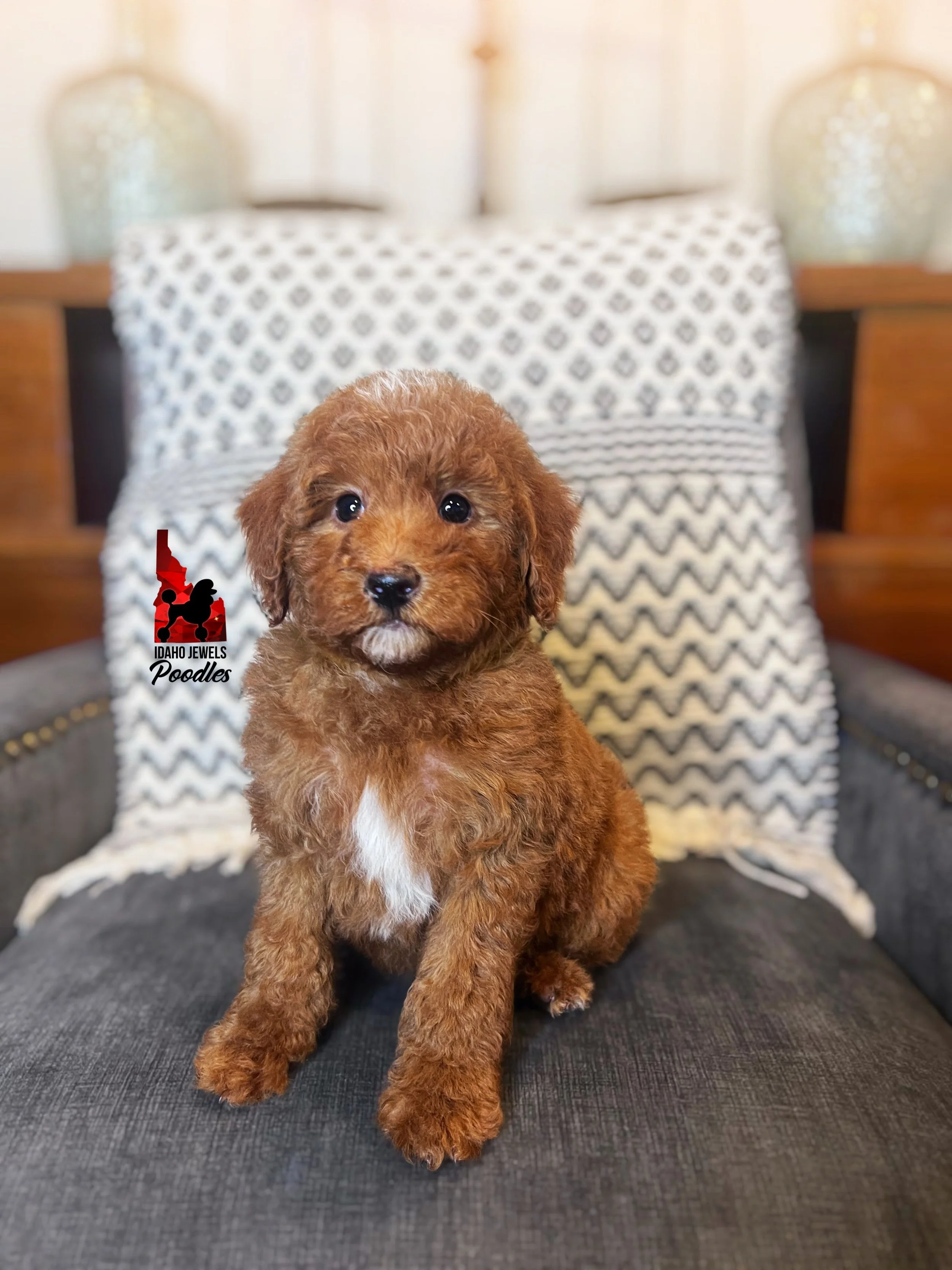 Pluto, Red w/ White Markings Mini Poodle Boy~ Breeder or Pet