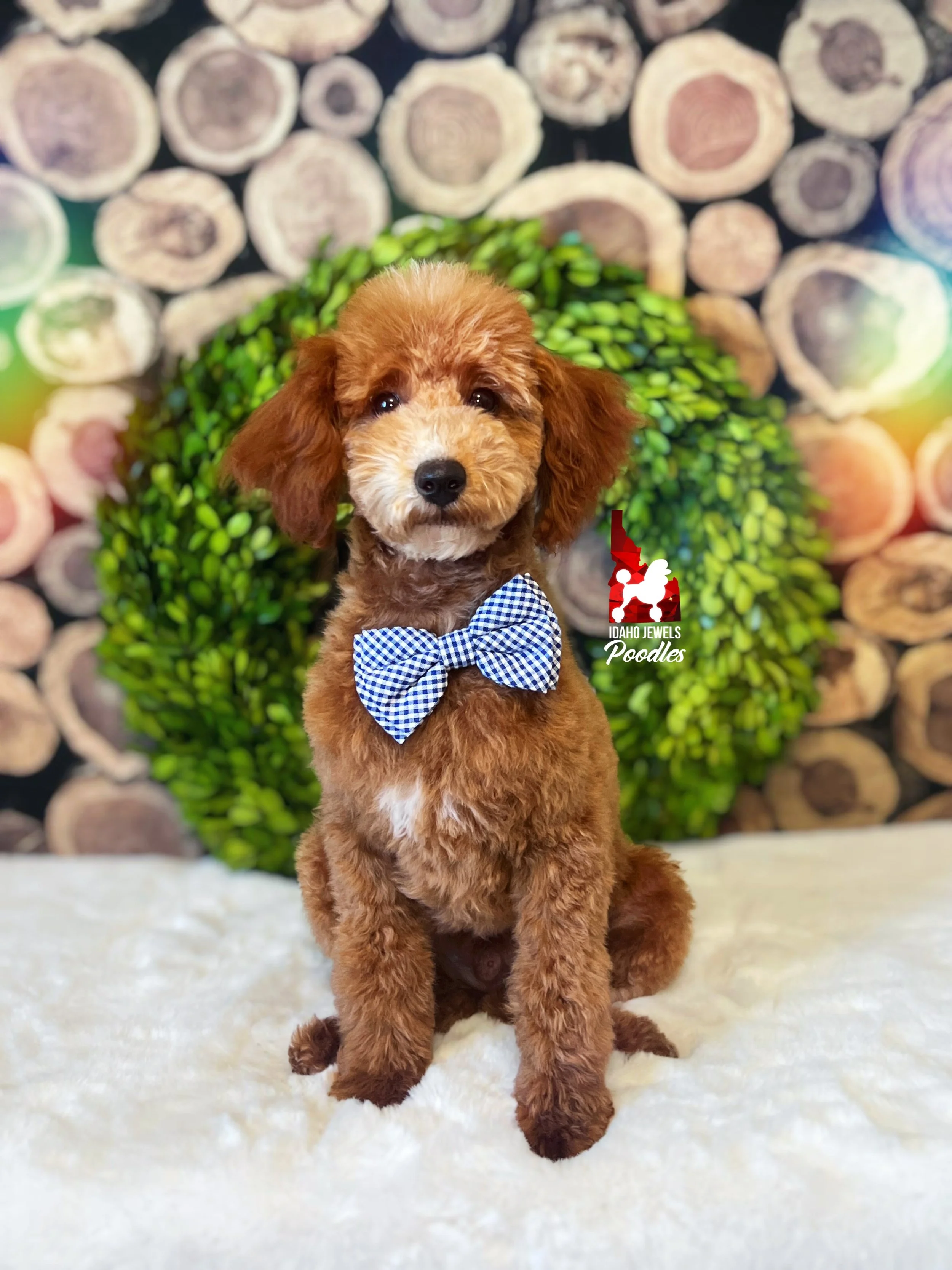 Flash - 20 wks-1.jpg