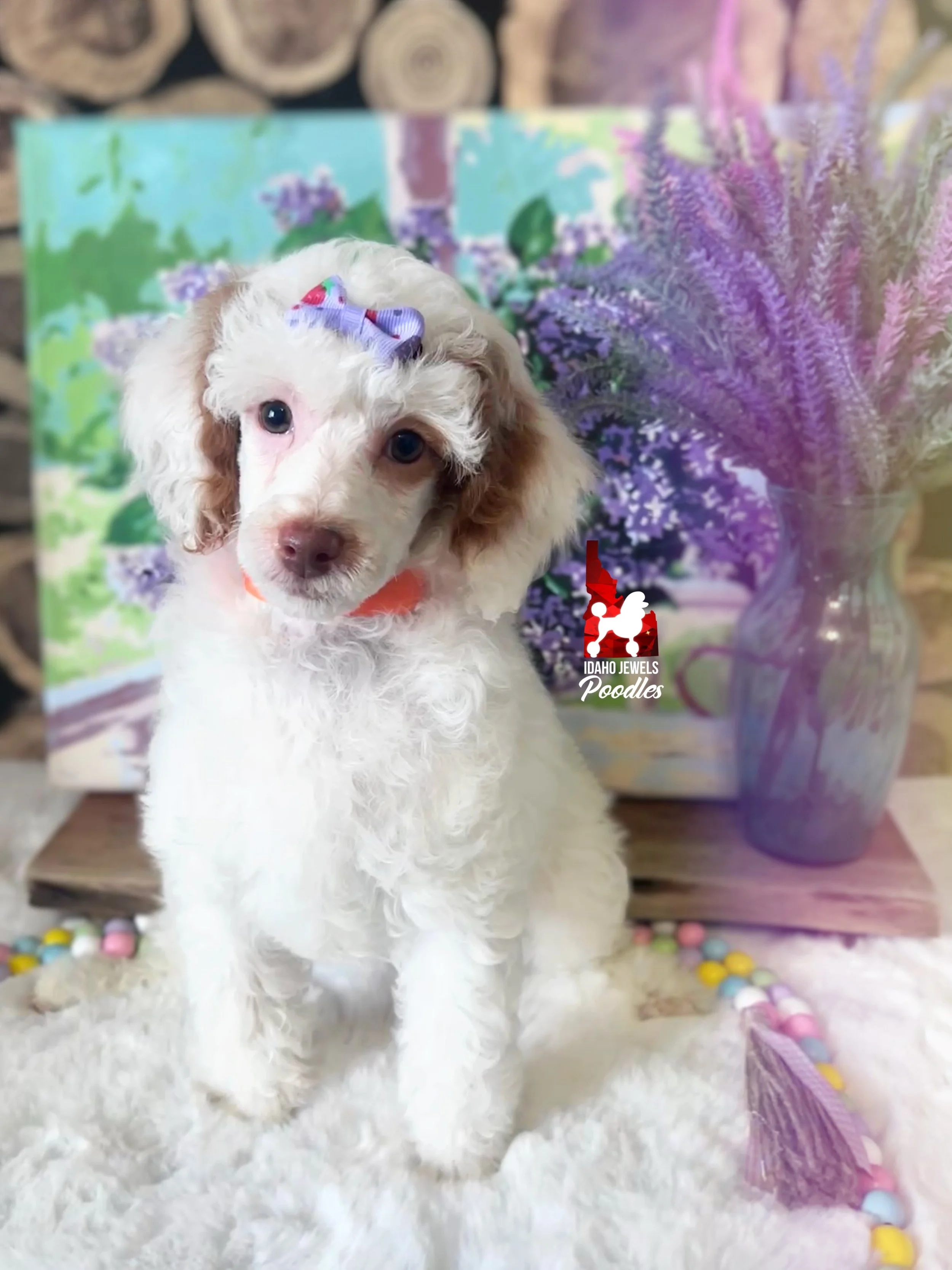 Luna, Red Parti Mini Poodle Girl ~ Pet