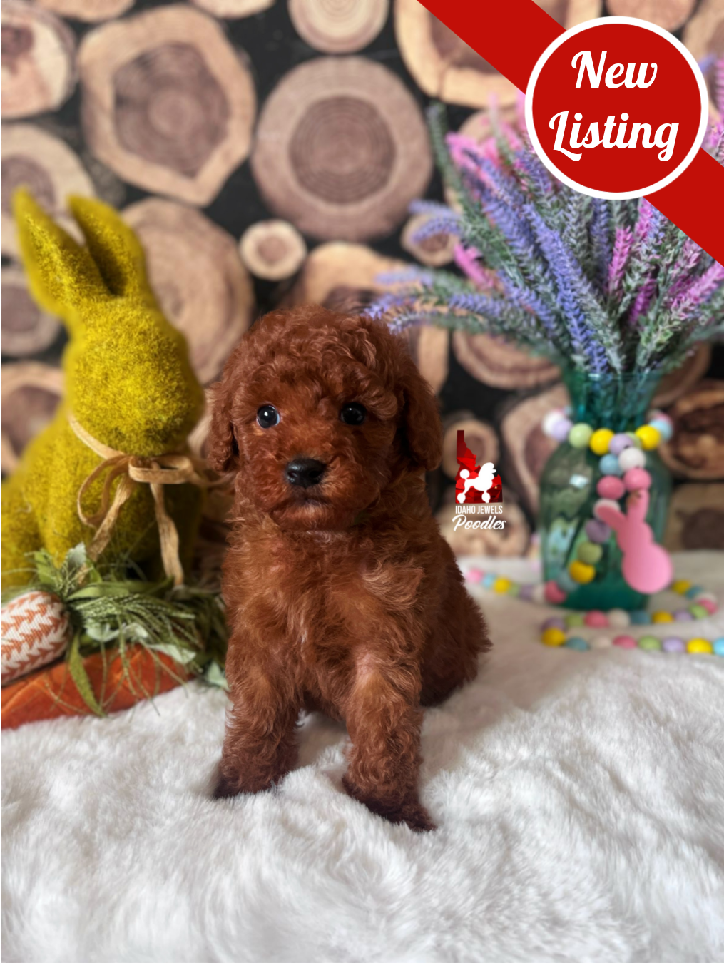 Graham, Solid Red Small Mini Poodle Boy~ Breeder or Pet