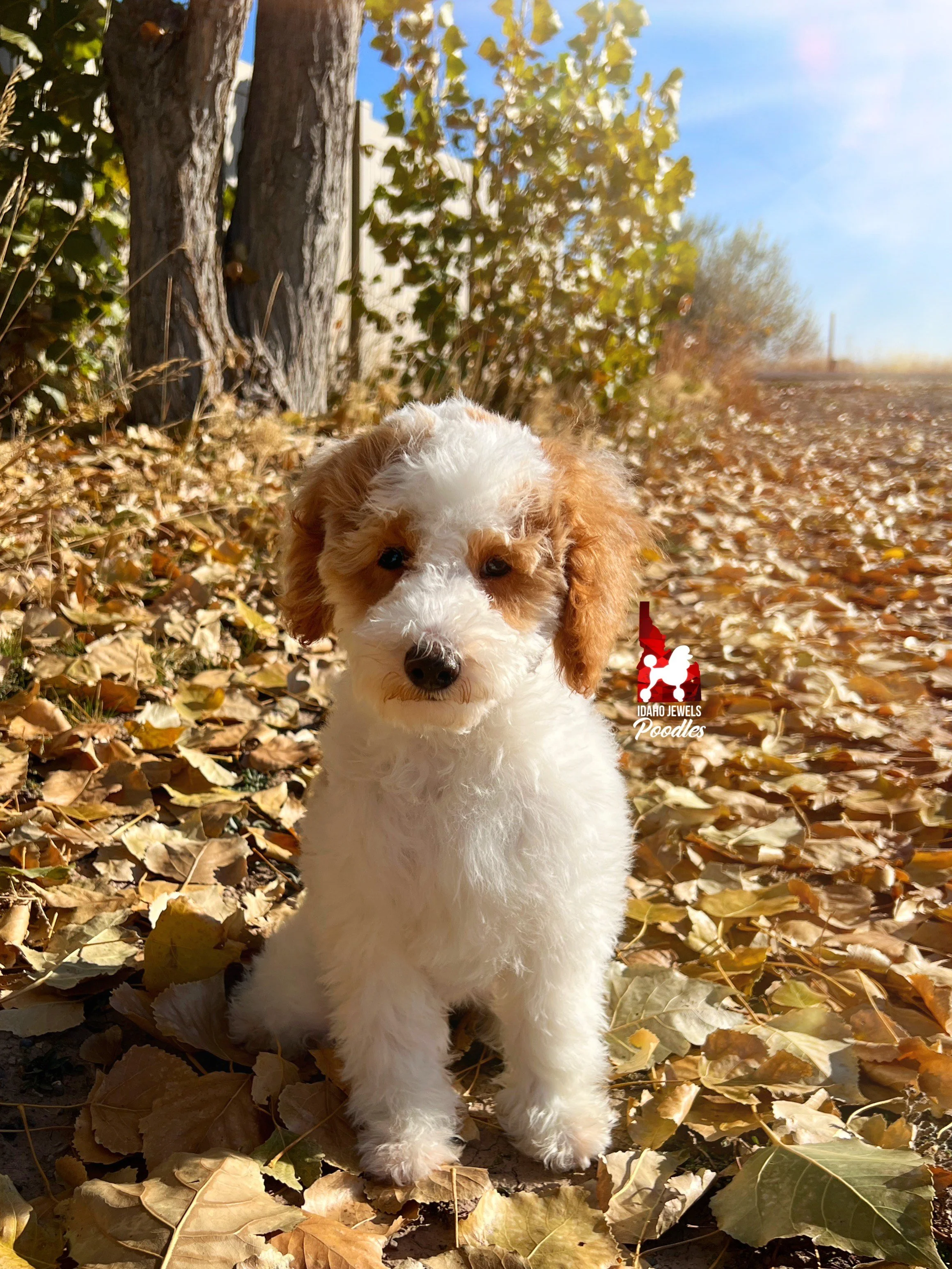 Teddy - 19 wks (8).jpeg