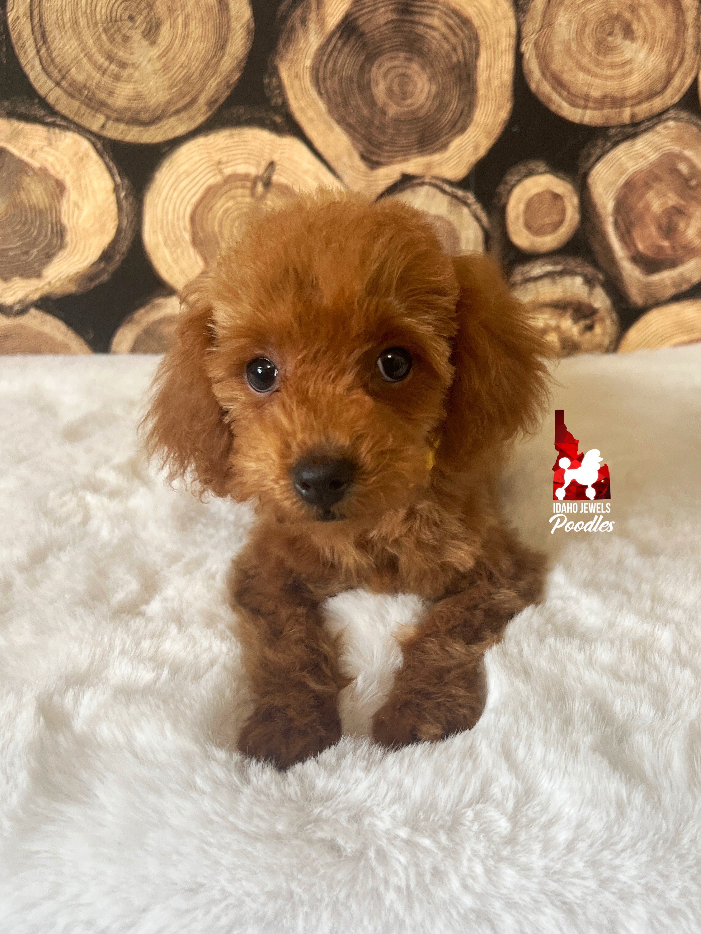 Reese - 12 wks (2).jpeg