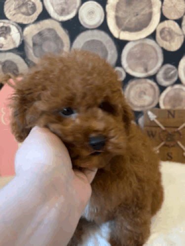 Boise -10 wks licking hand.gif