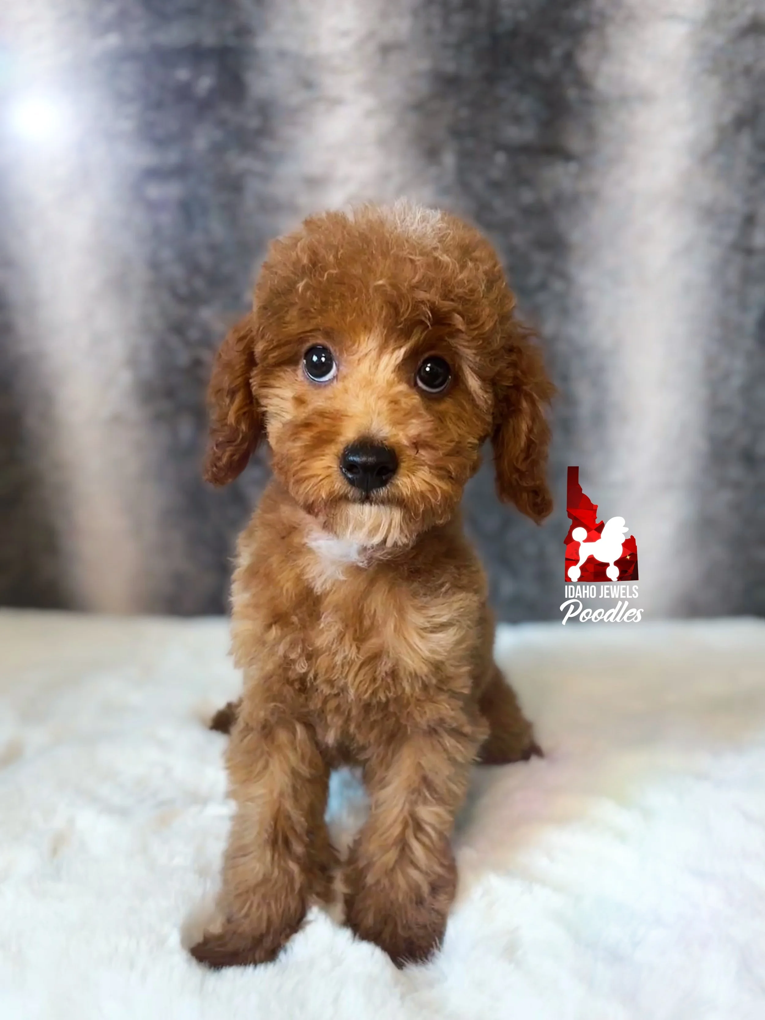Bramble, Red Toy Poodle Boy~ Pet