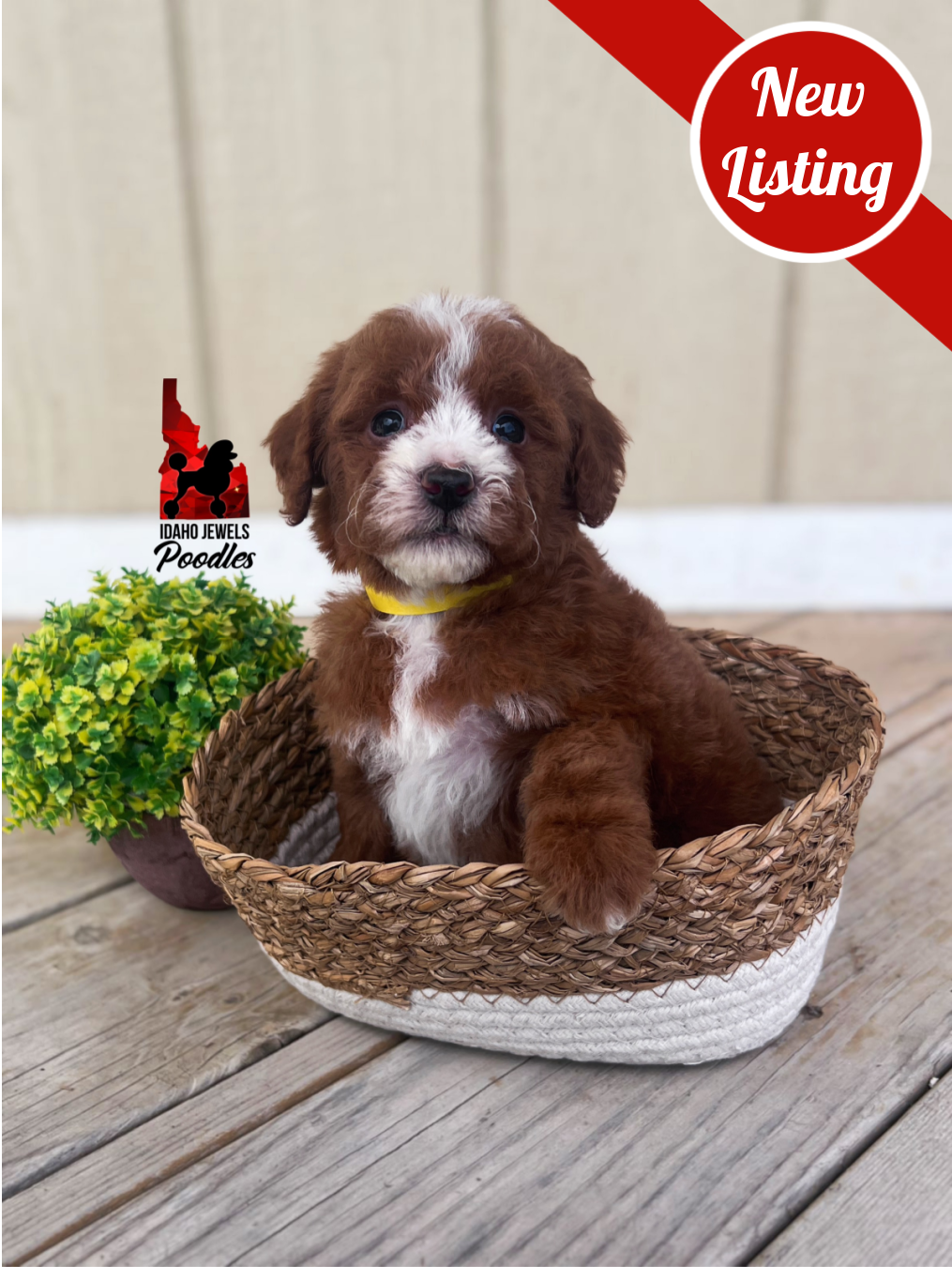 Daisy, Red w/White Mini Poodle Girl~ Pet