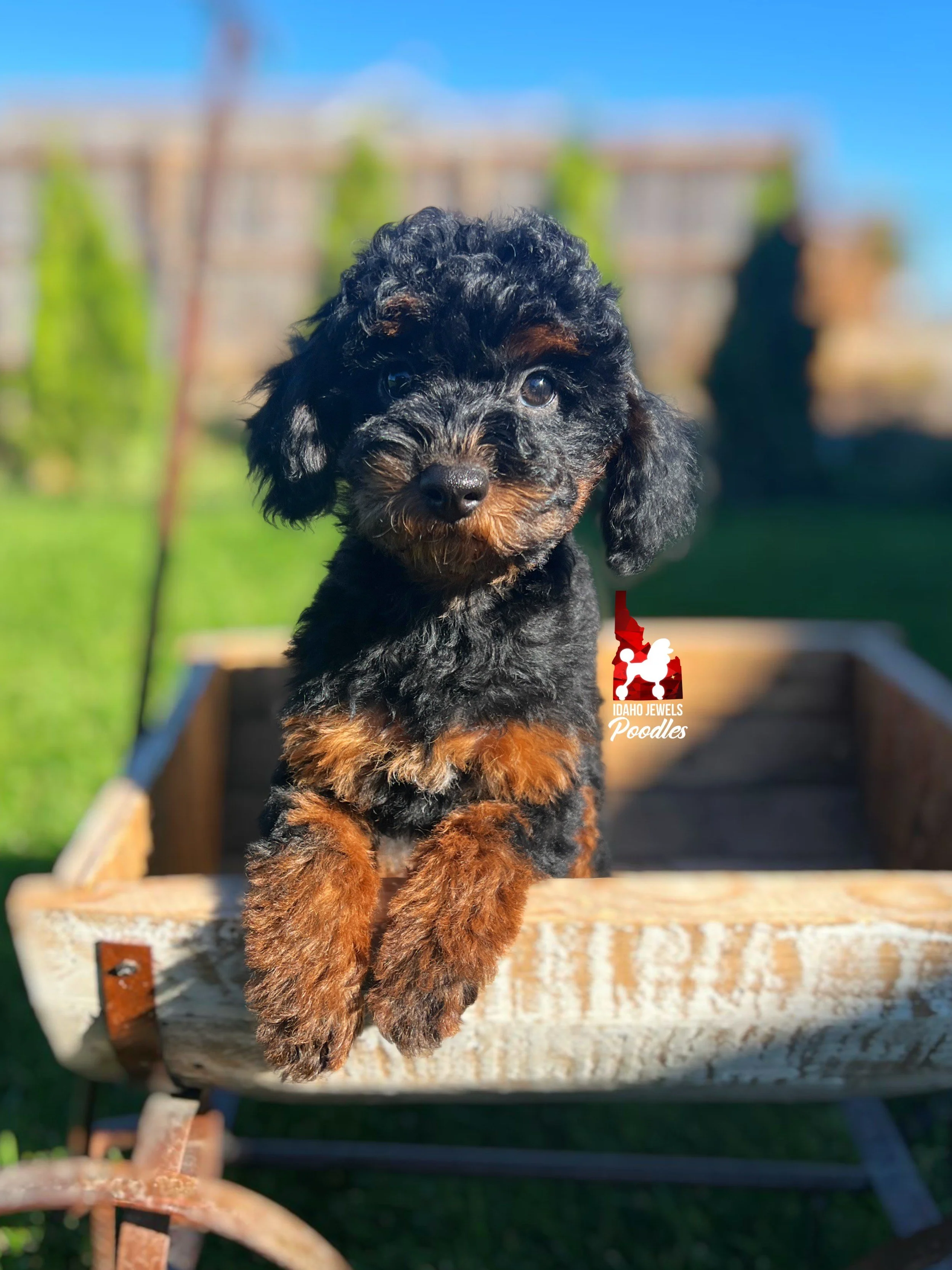 Mackenzie - 12 wks.jpeg
