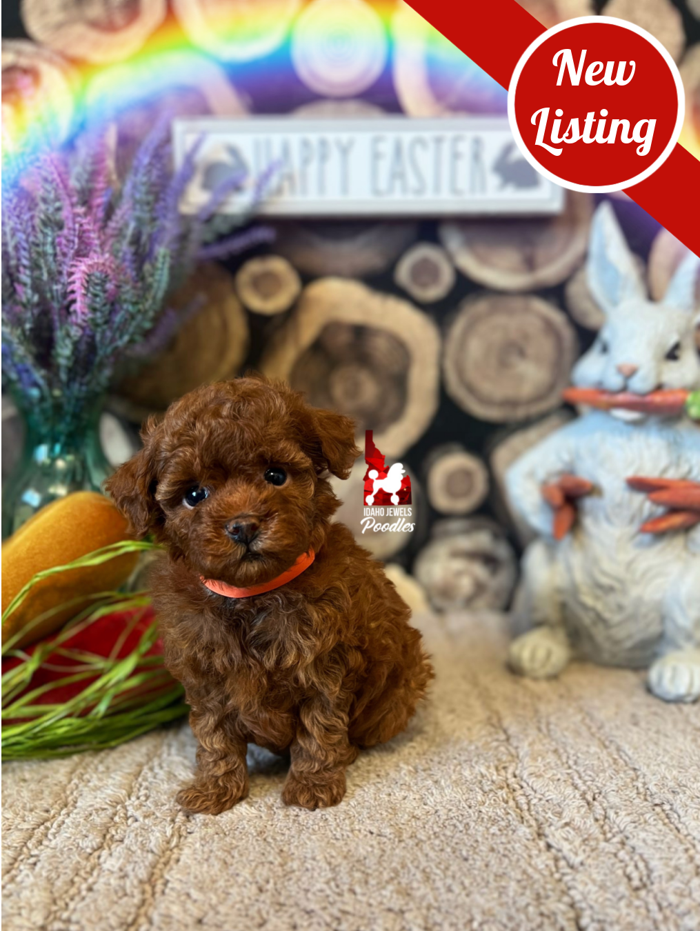 Kara, Red (Hidden Phantom) Toy Poodle Girl~ Breeder