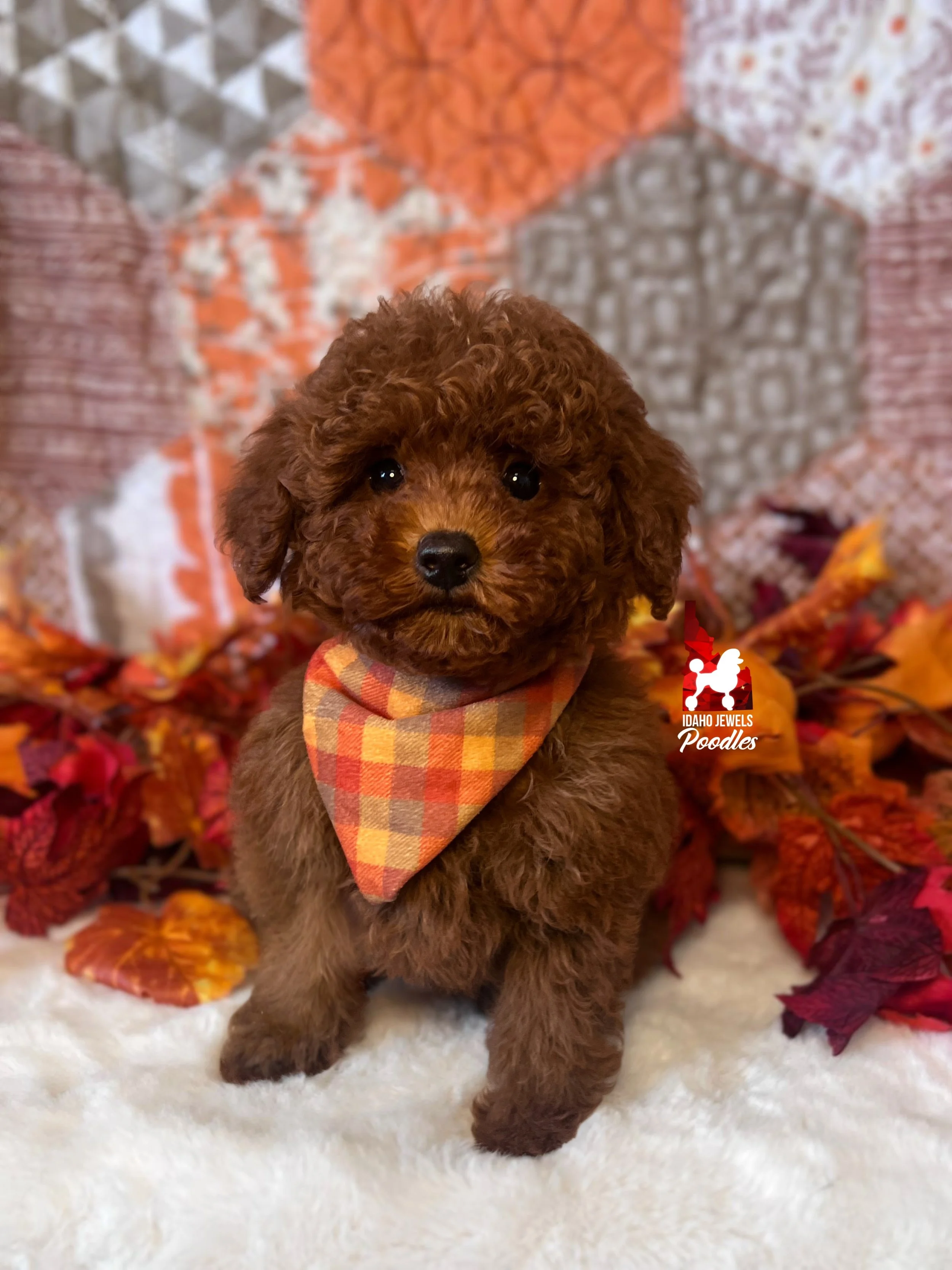 Oak-10wks-2.jpg