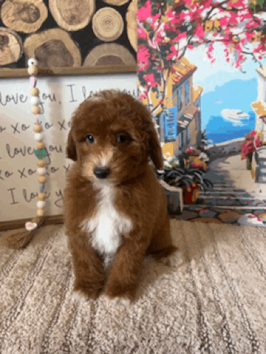 Copper saying no.gif