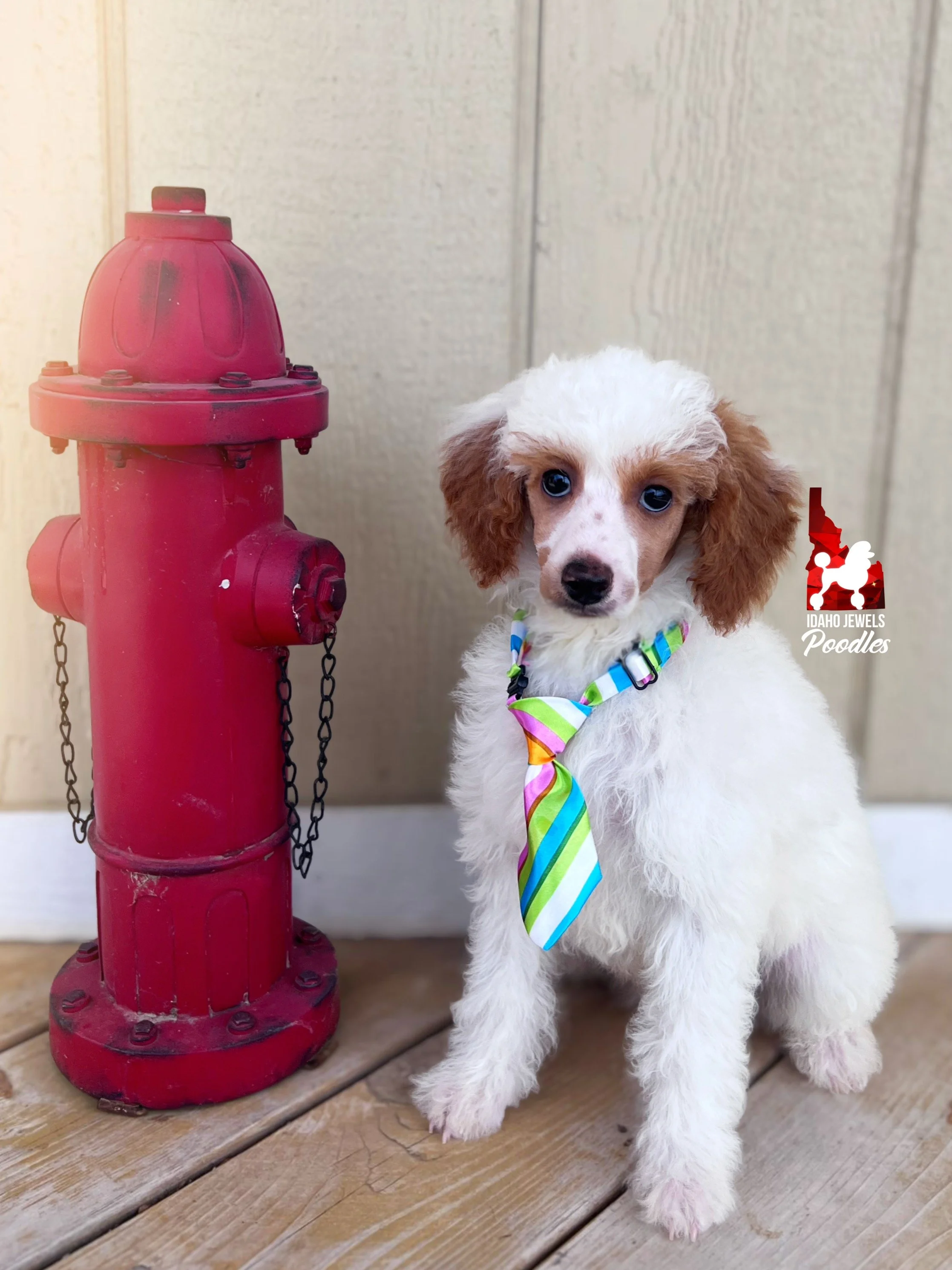 Pongo, Red Parti Mini Poodle Boy~ Pet