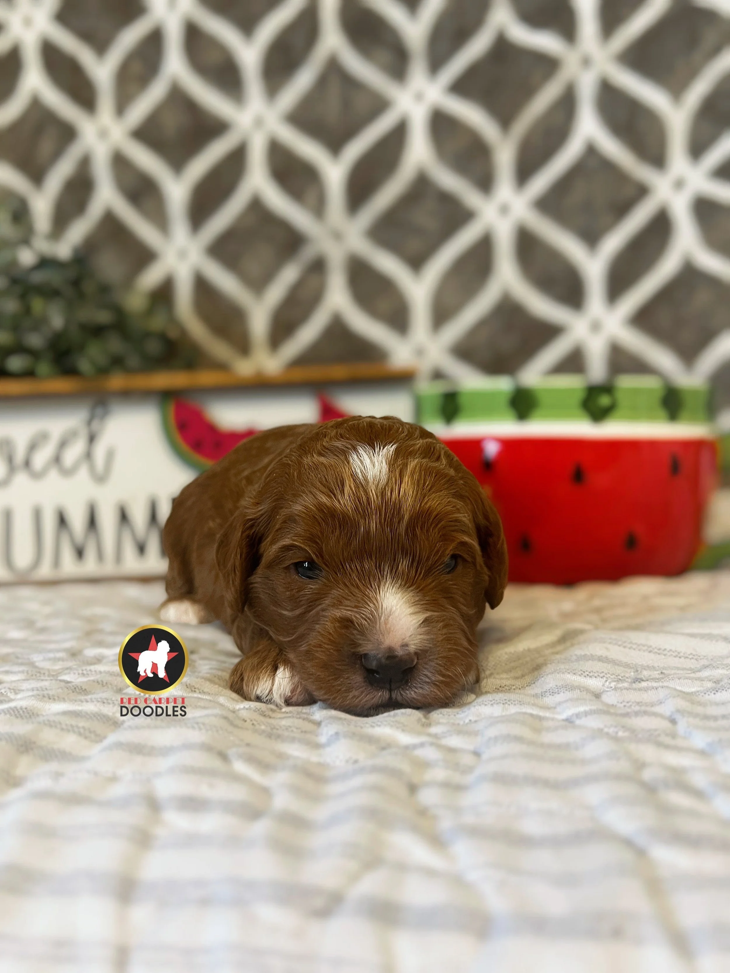Charlie - 2 wks (2).jpeg
