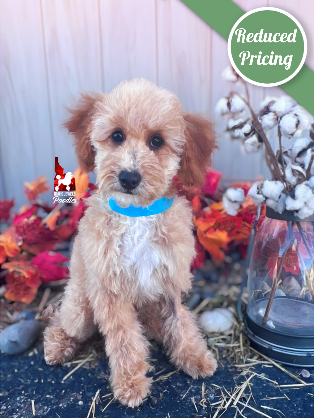 Coast, Apricot w/ White Mini Poodle Boy~ Pet