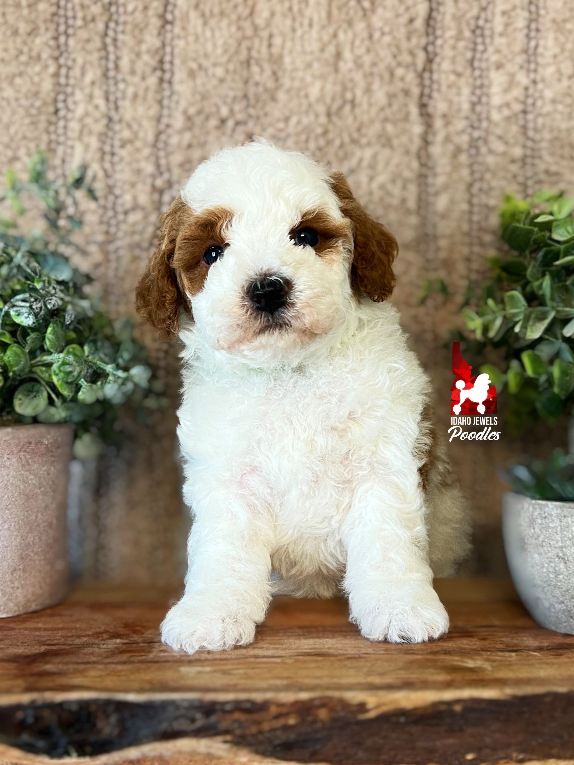 Loki - 6 wks.jpeg